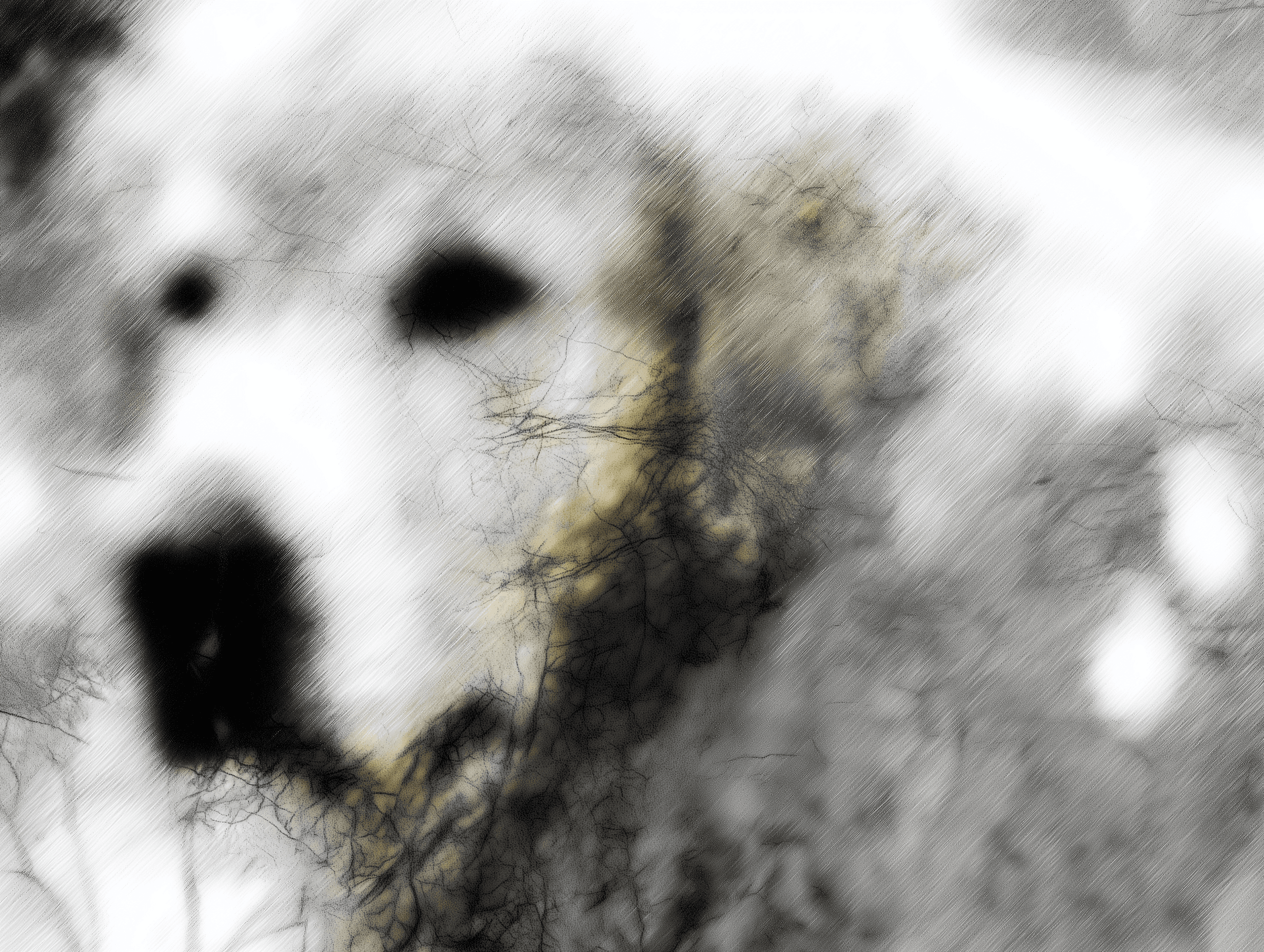 Are We Against Dog Training? No. We're Talking About Something Else.