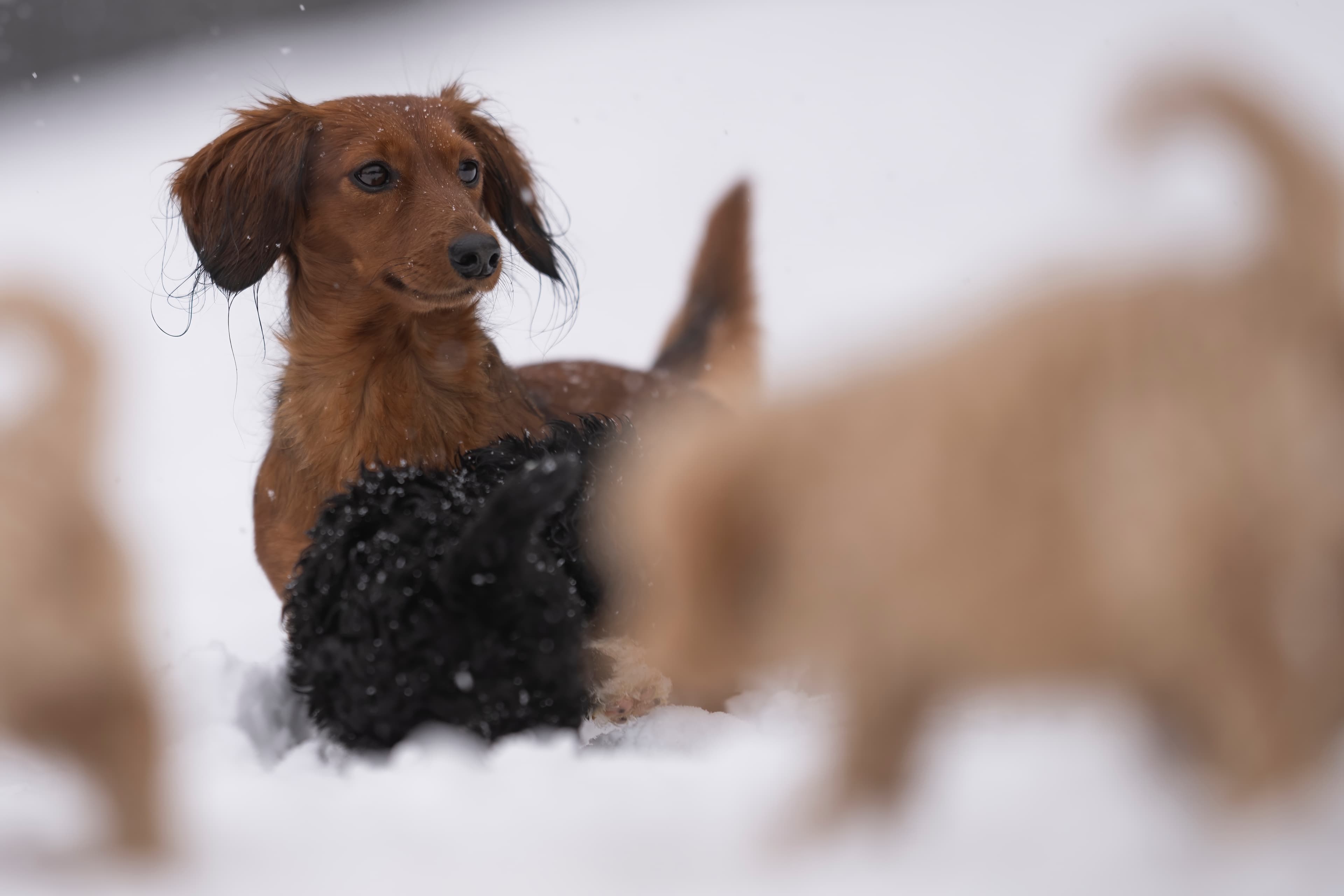 Our Dogs — Doodles313 f