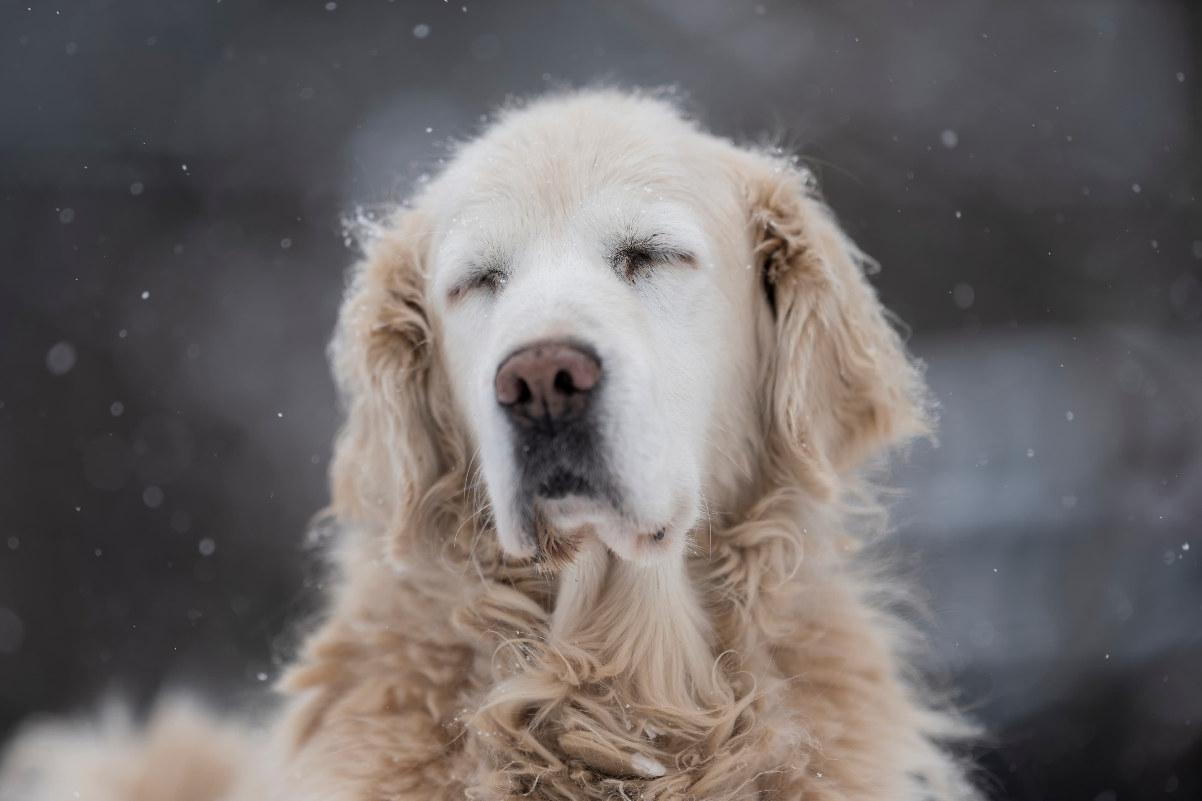 Our Dogs — DukeGr131 f