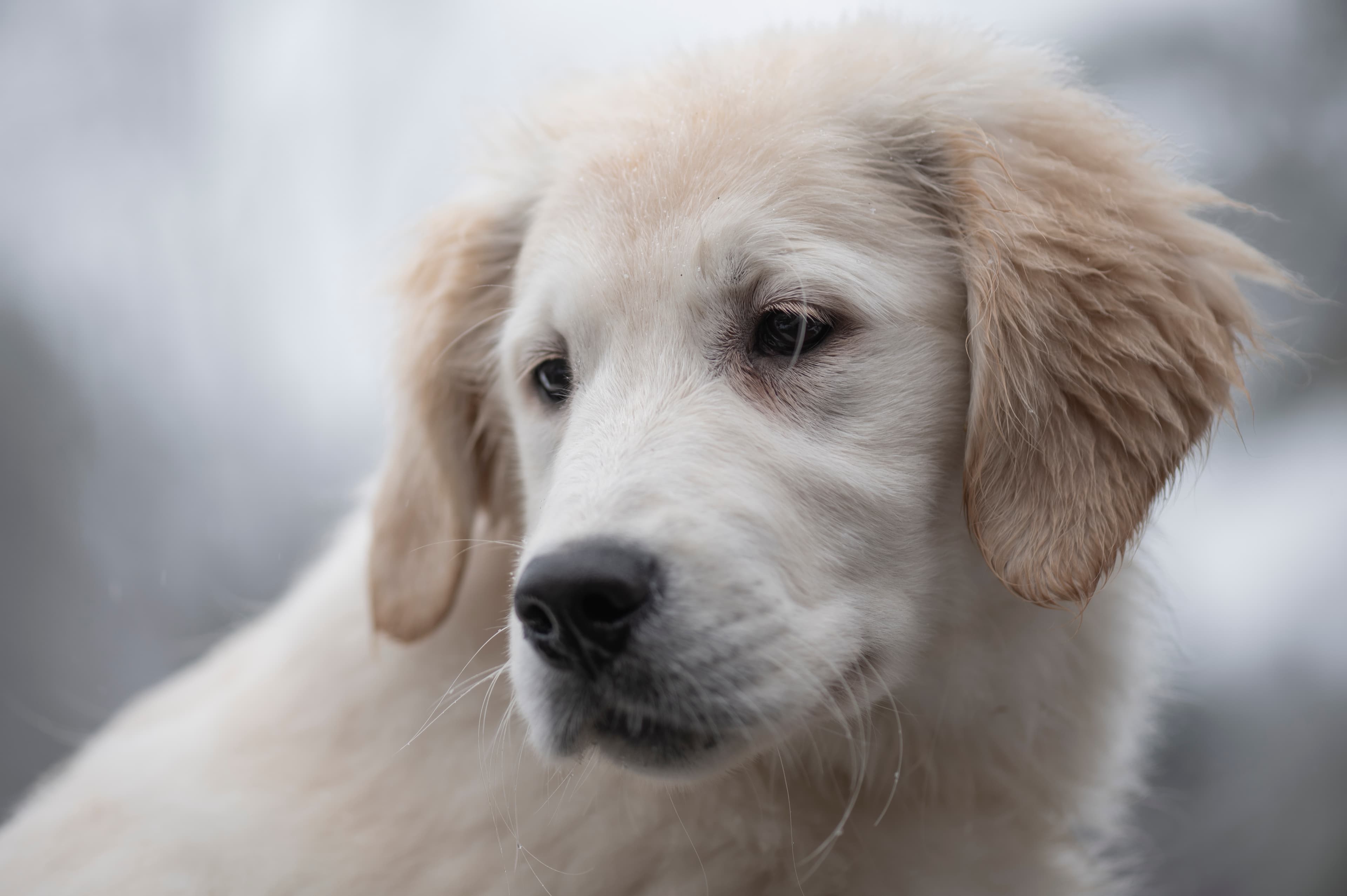 Our Dogs — FluffPup002