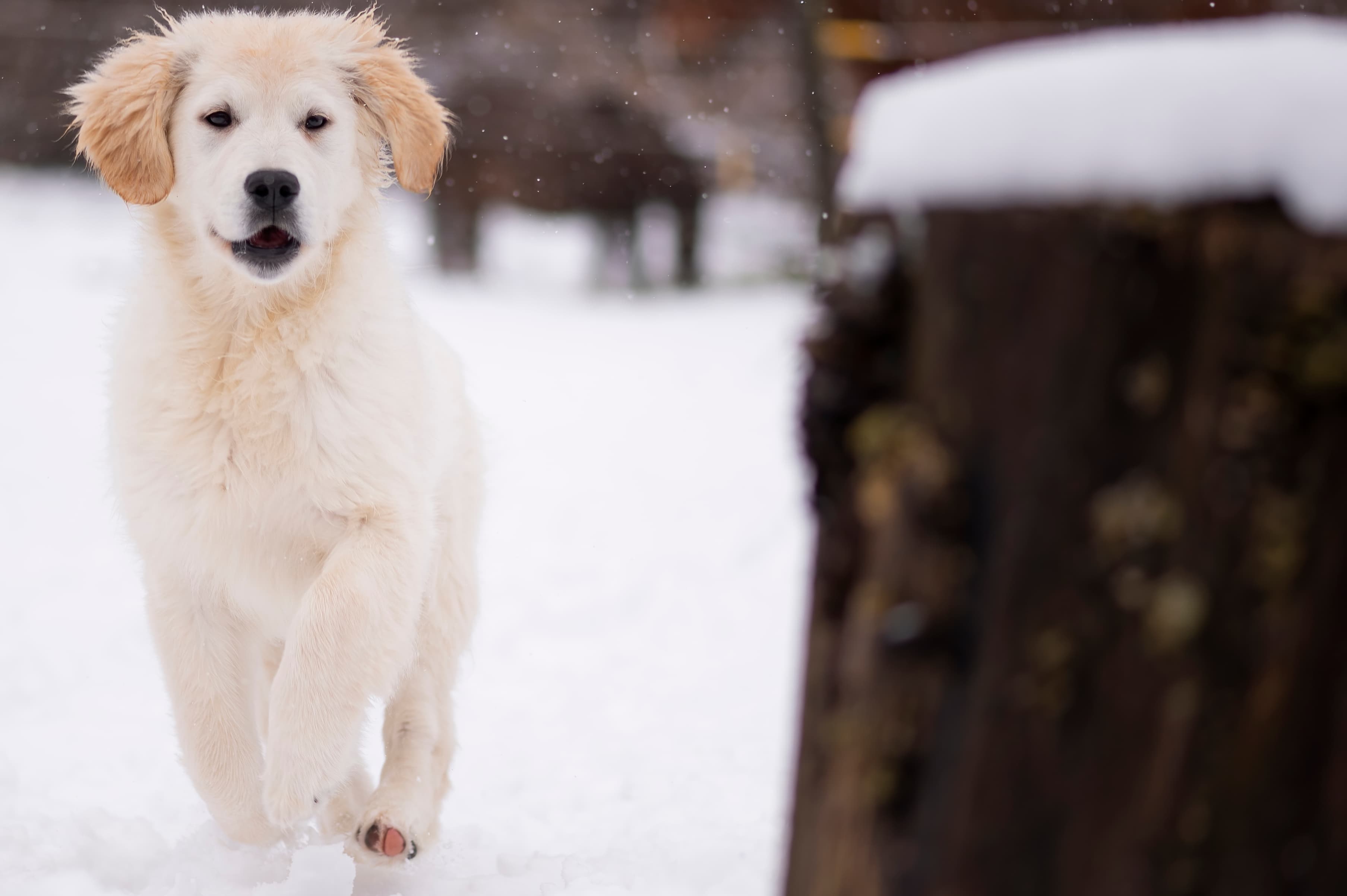 Our Dogs — FluffPup193 f
