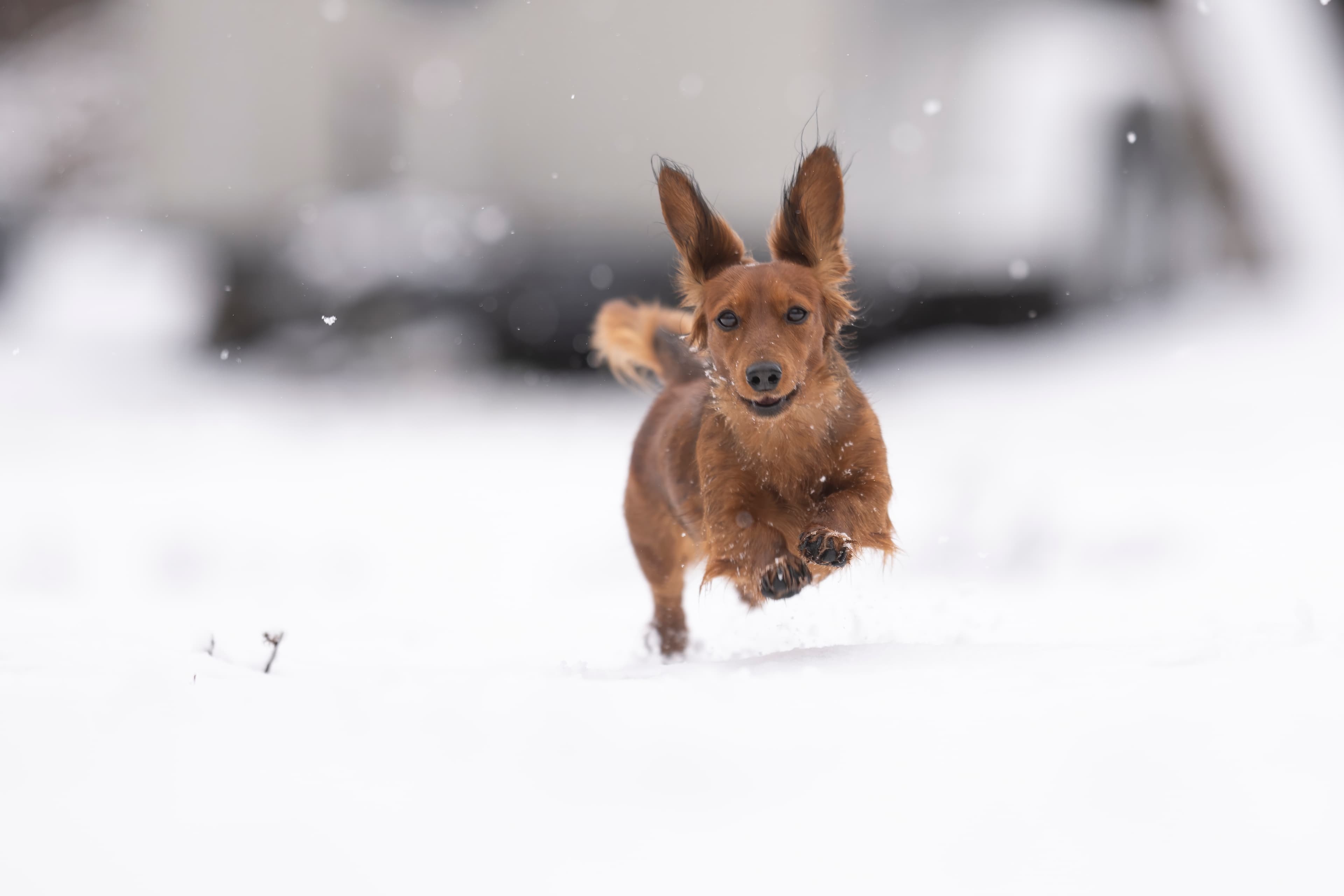Our Dogs — WPup2203 f