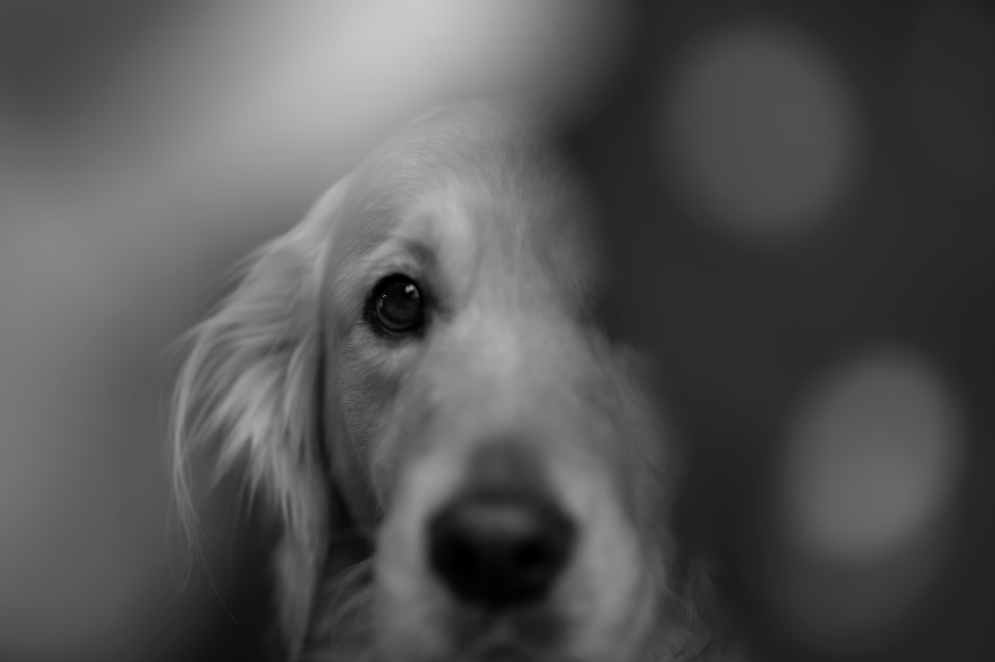 Our Dogs — DoodsDarls0346 f
