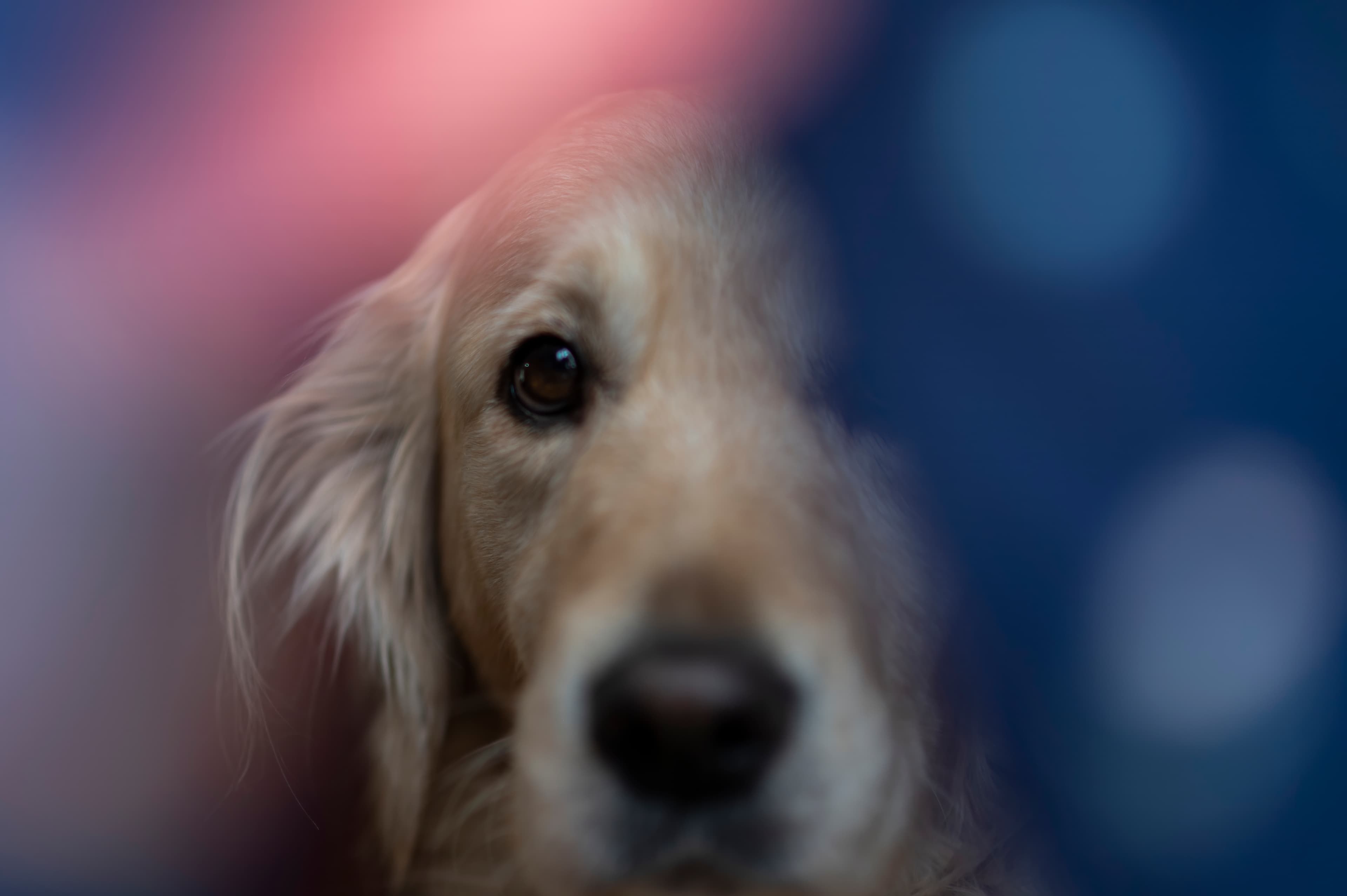 Our Dogs — DoodsDarls0346 1 f