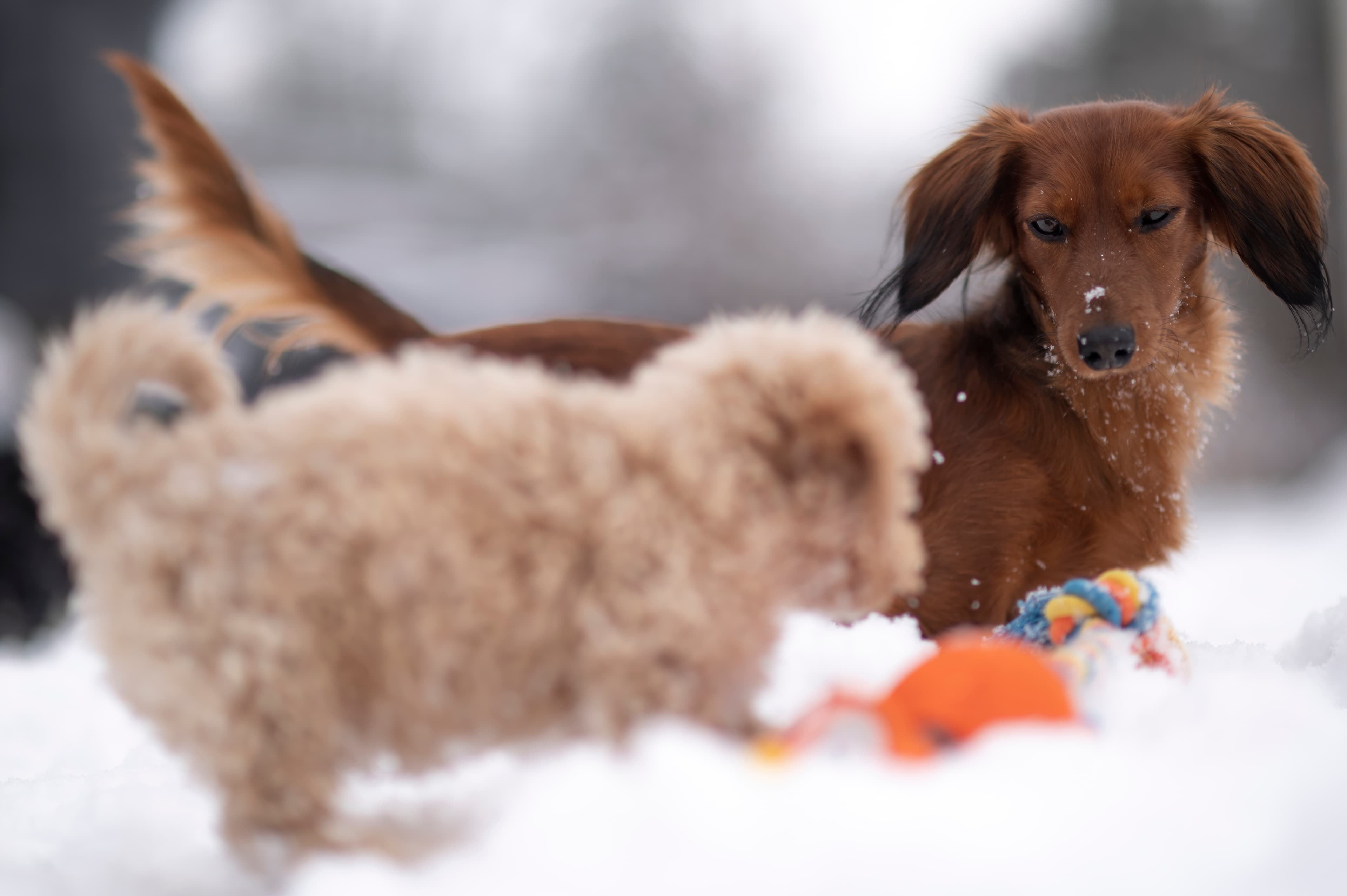 Our Dogs — DoodsDarls0642 f