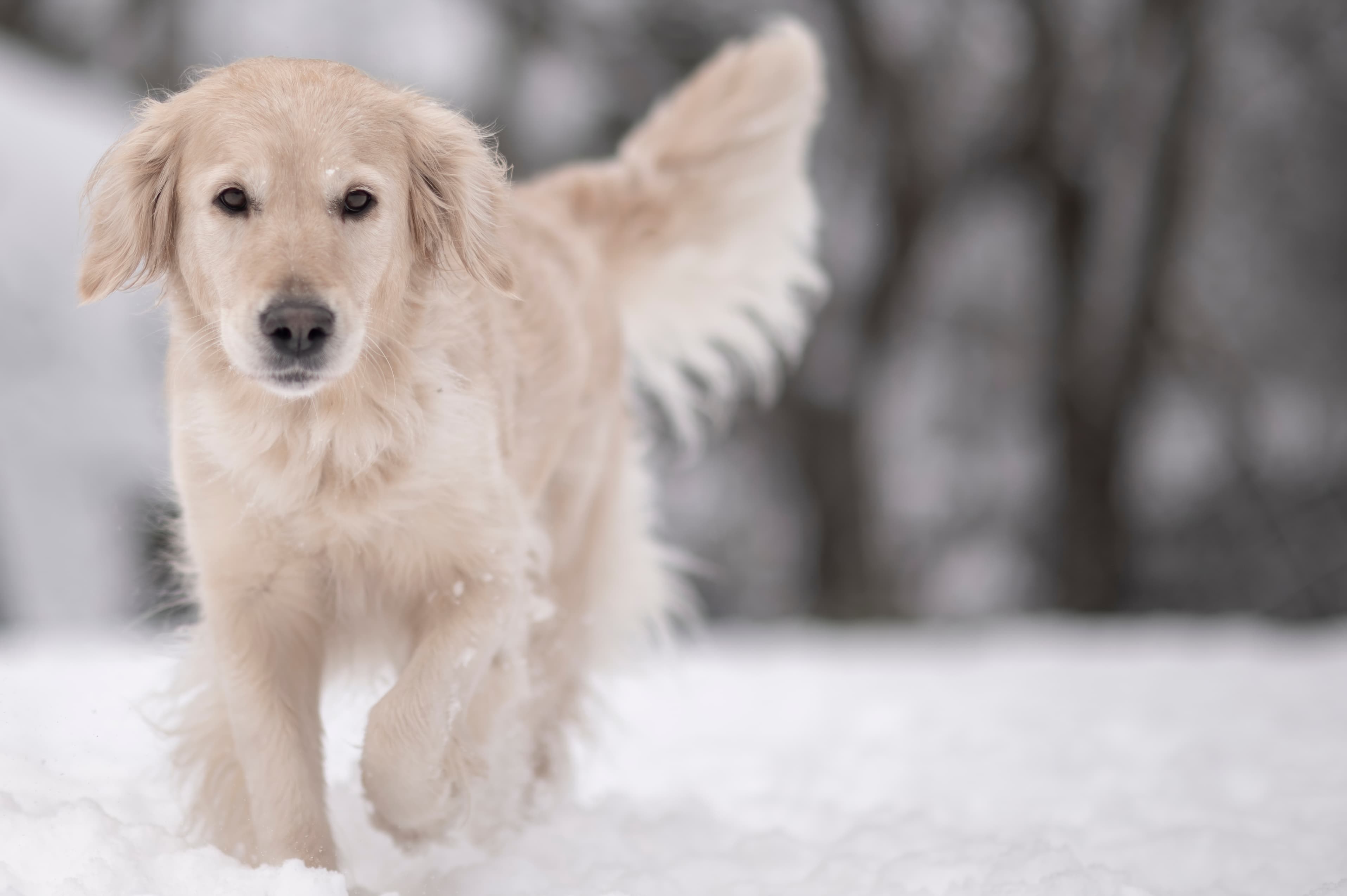 Our Dogs — DoodsDarls1124 f