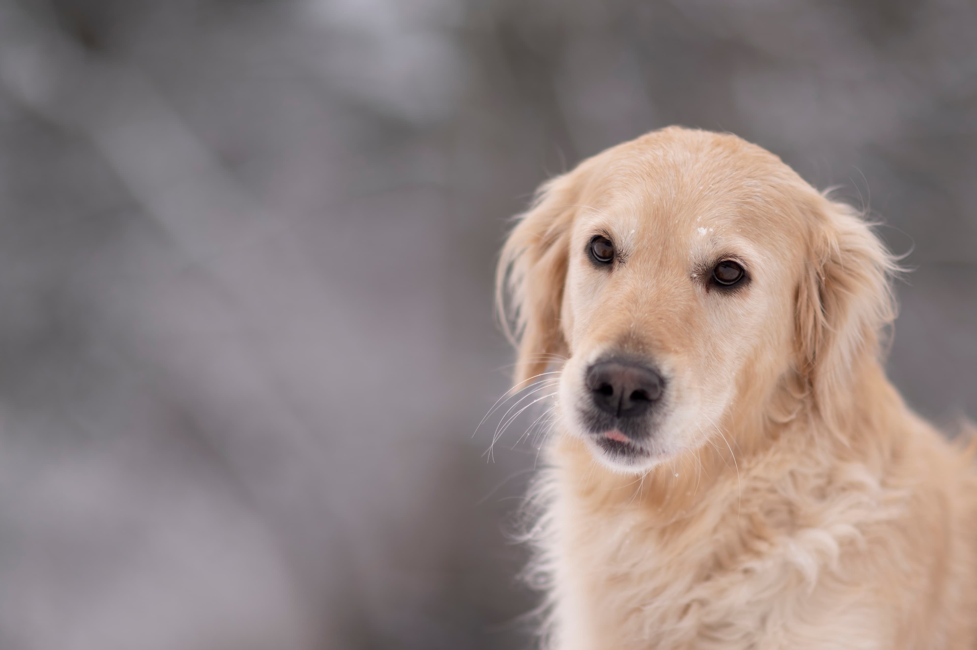 Our Dogs — DoodsDarls1154 f