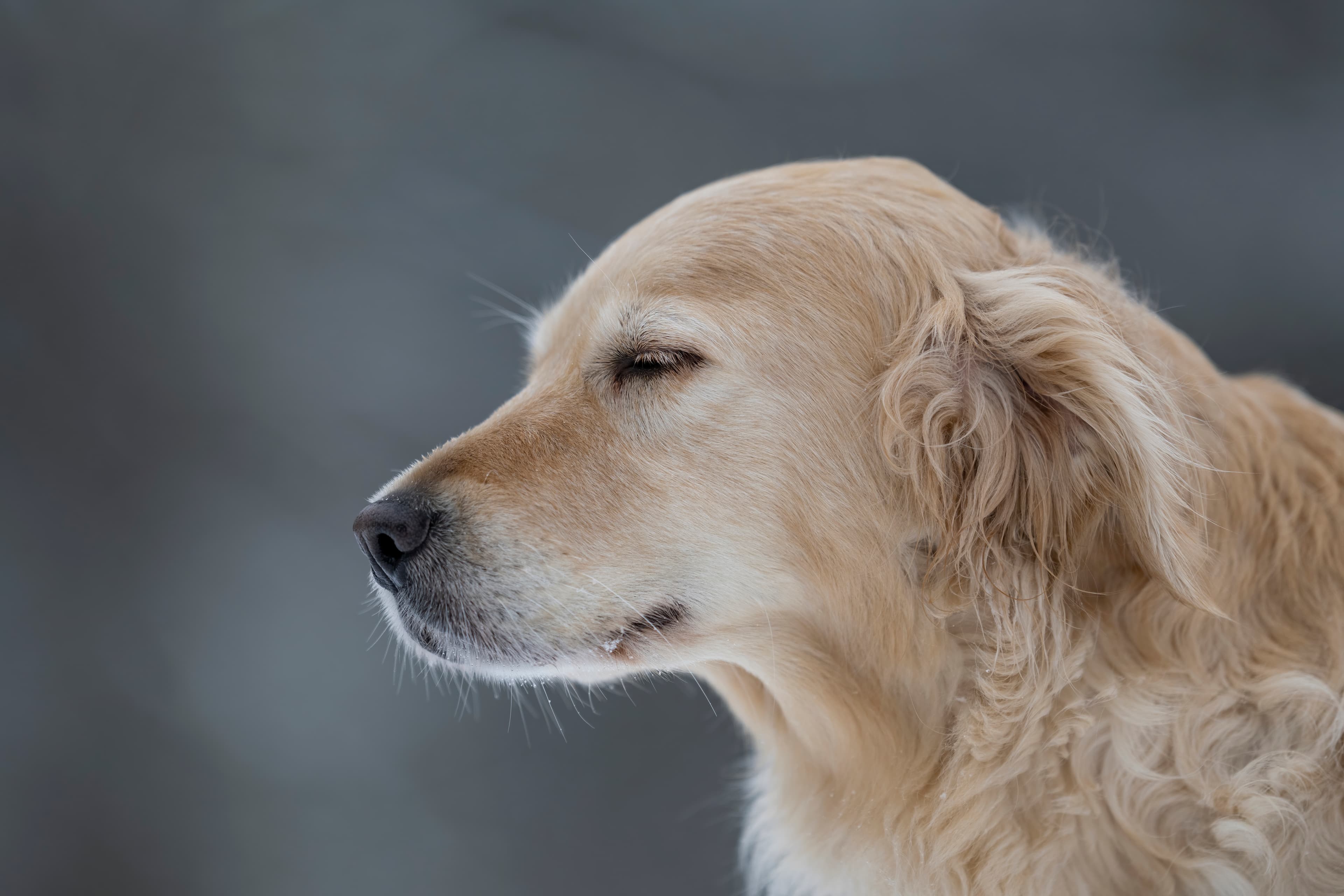 Our Dogs — MiaWhite412 f
