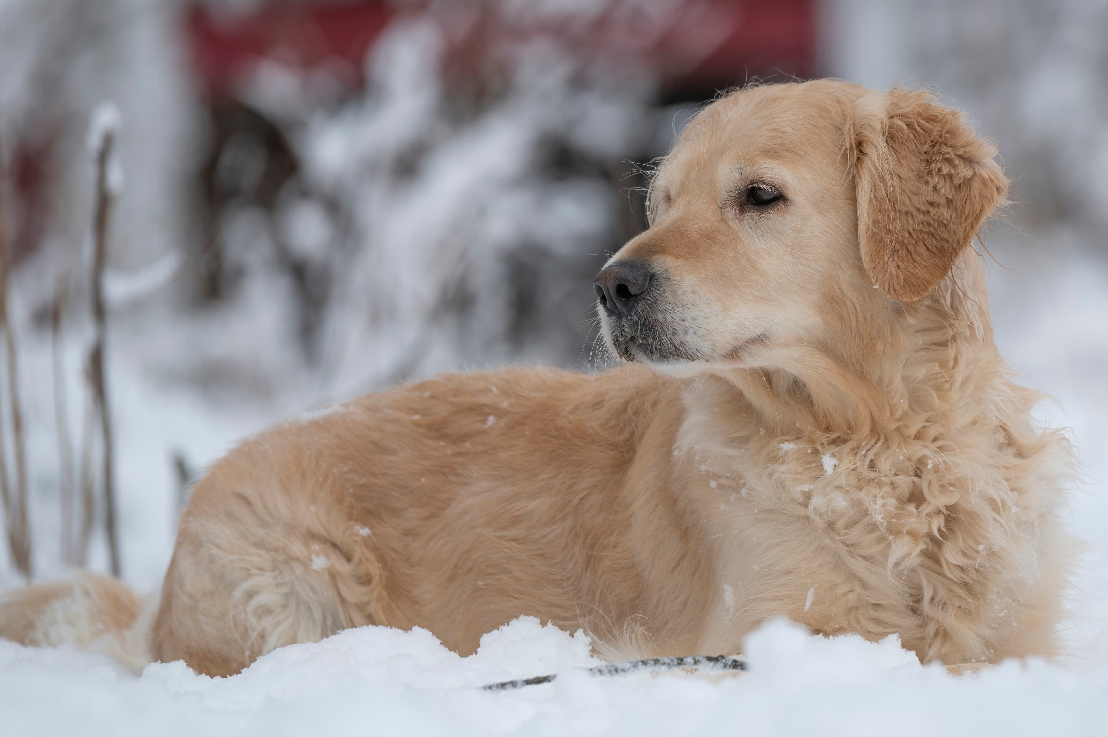 Our Dogs — SnowWhite0313 f