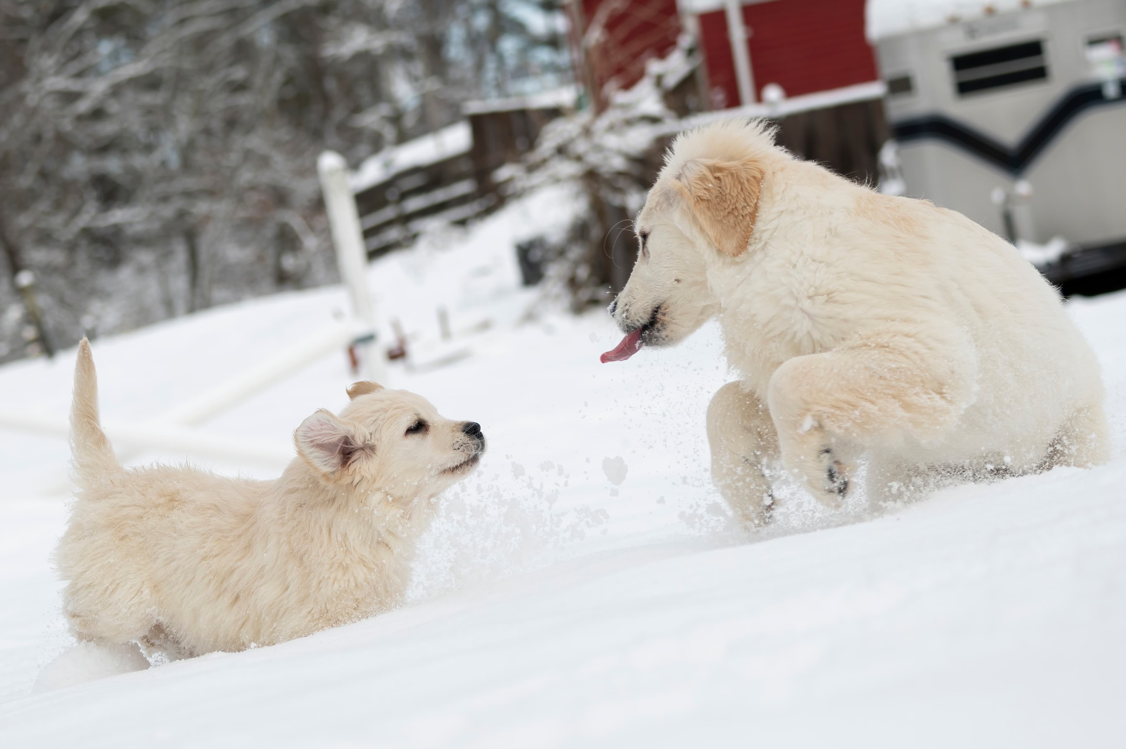 Our Dogs — SnowWhite0616 f