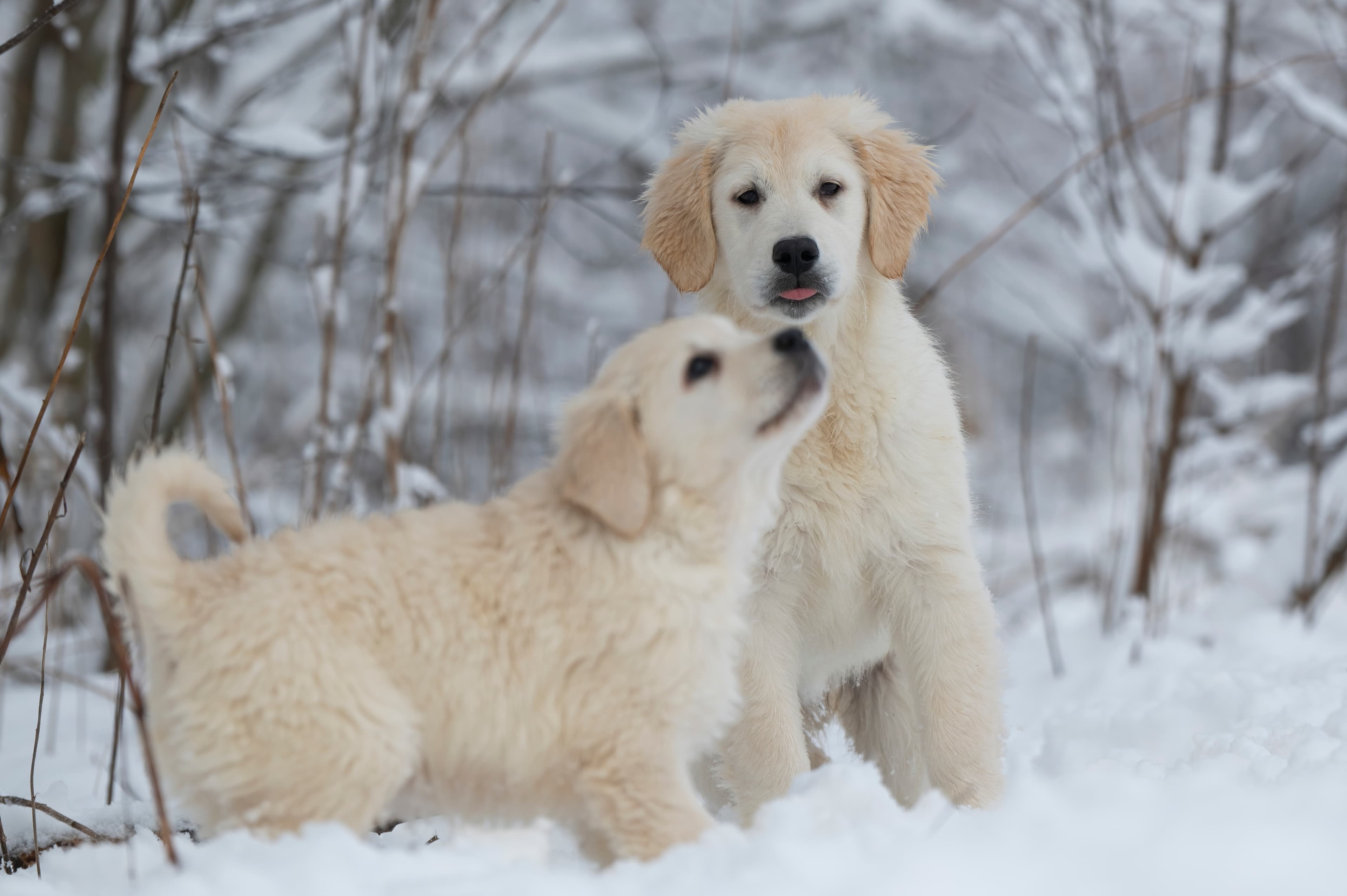 Our Dogs — SnowWhite1092 f