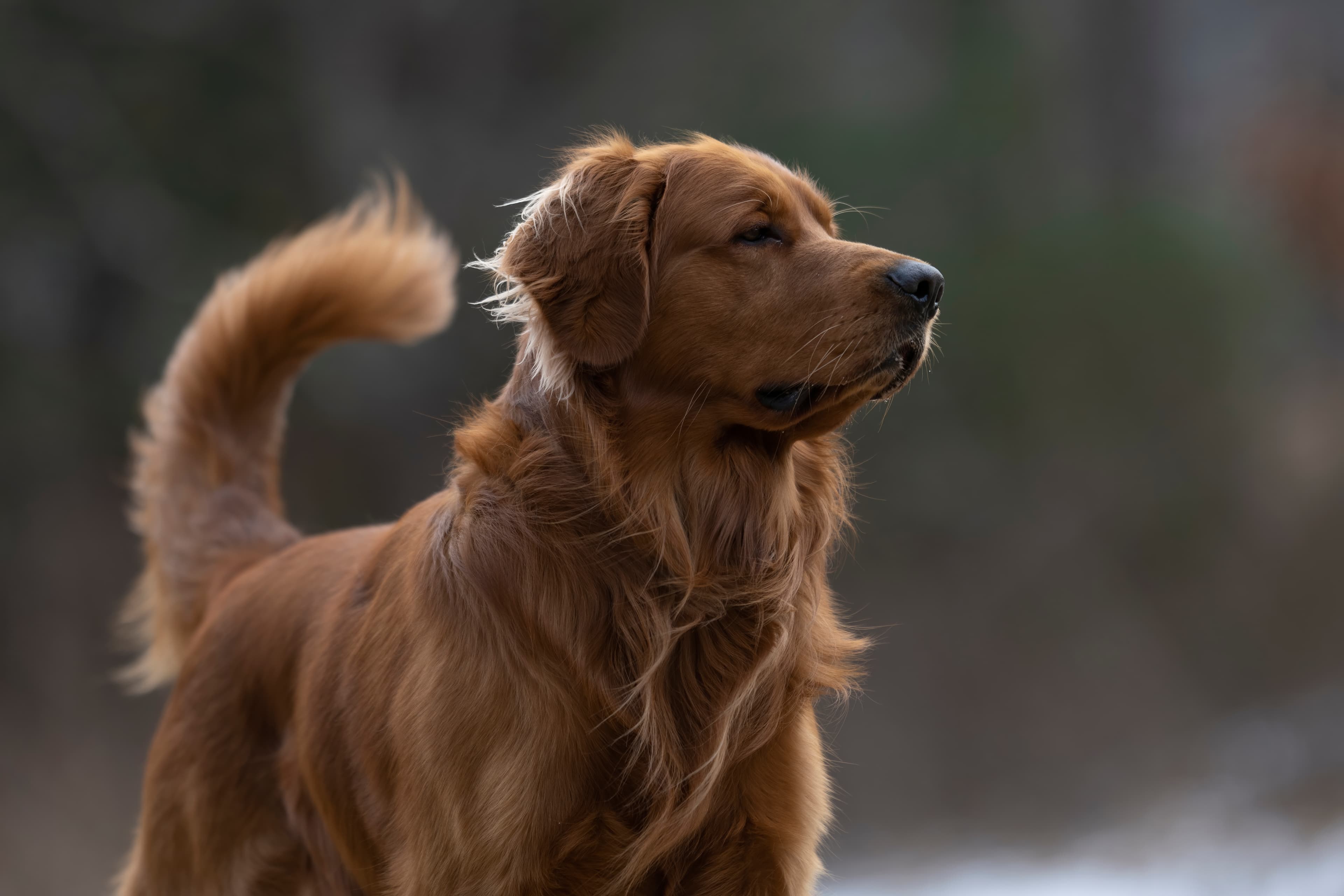 Our Dogs — MattDesmondRed017 f