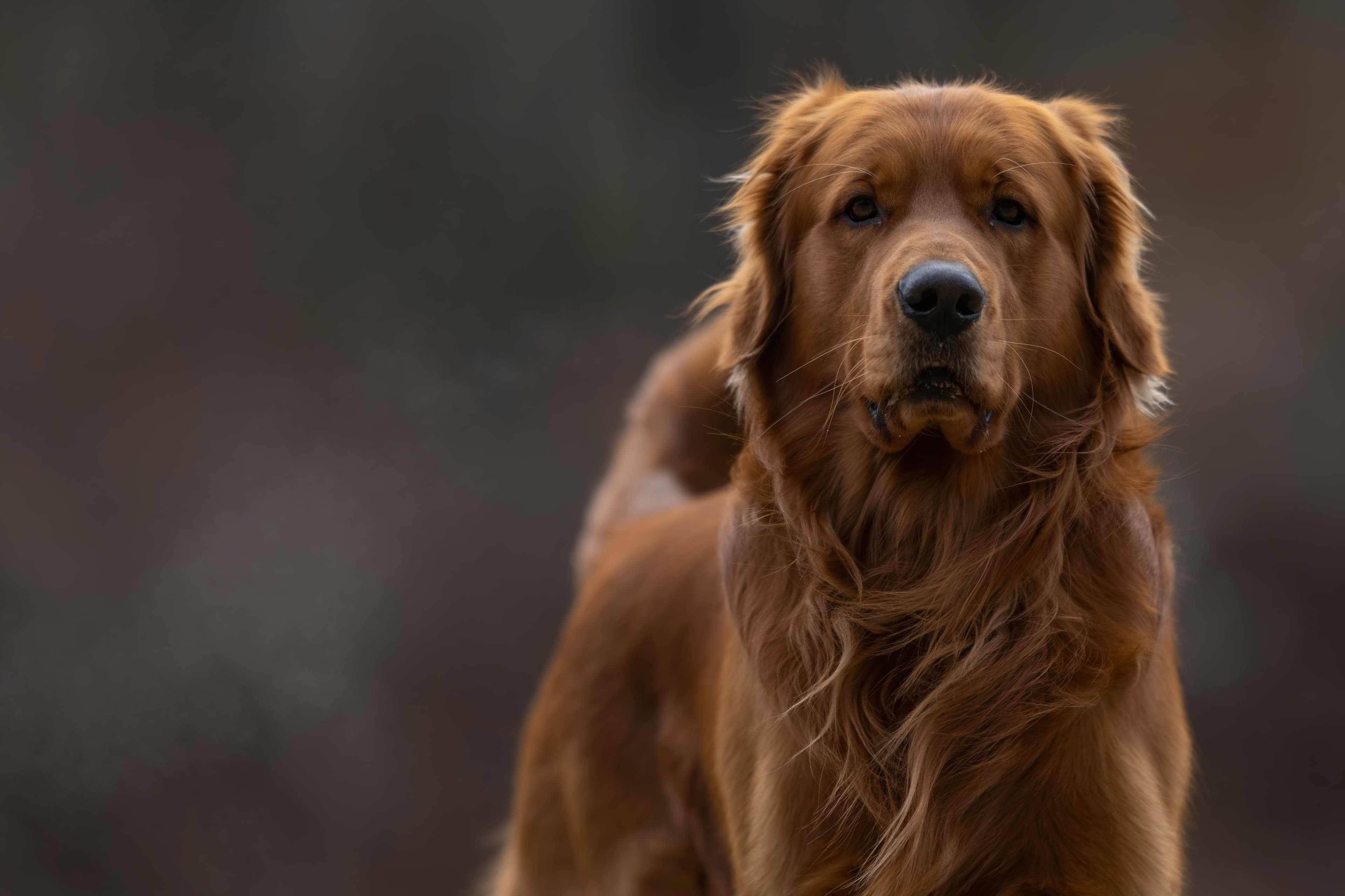 Our Dogs — MattDesmondRed057 f
