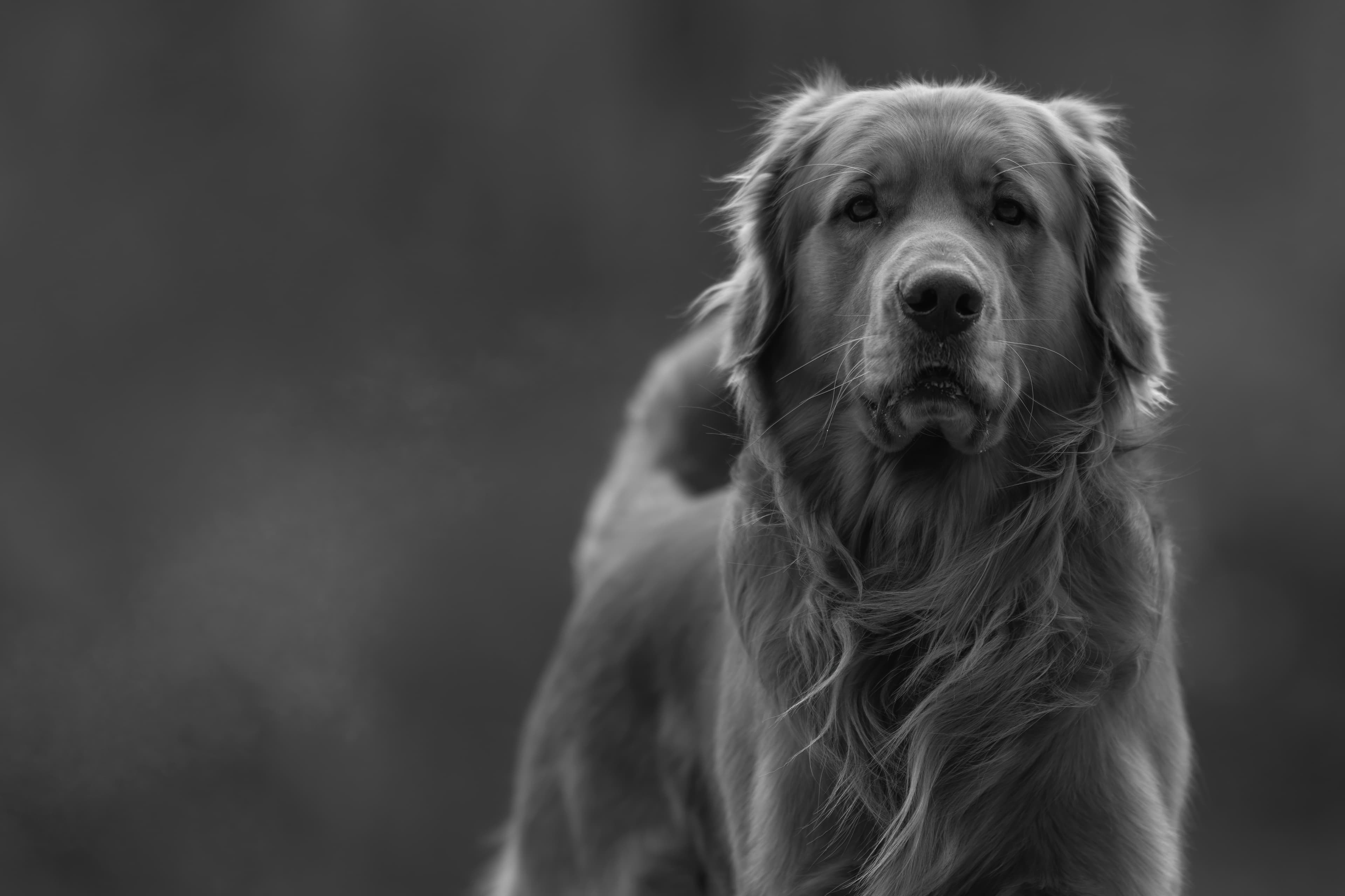 Our Dogs — MattDesmondRed057 1 f