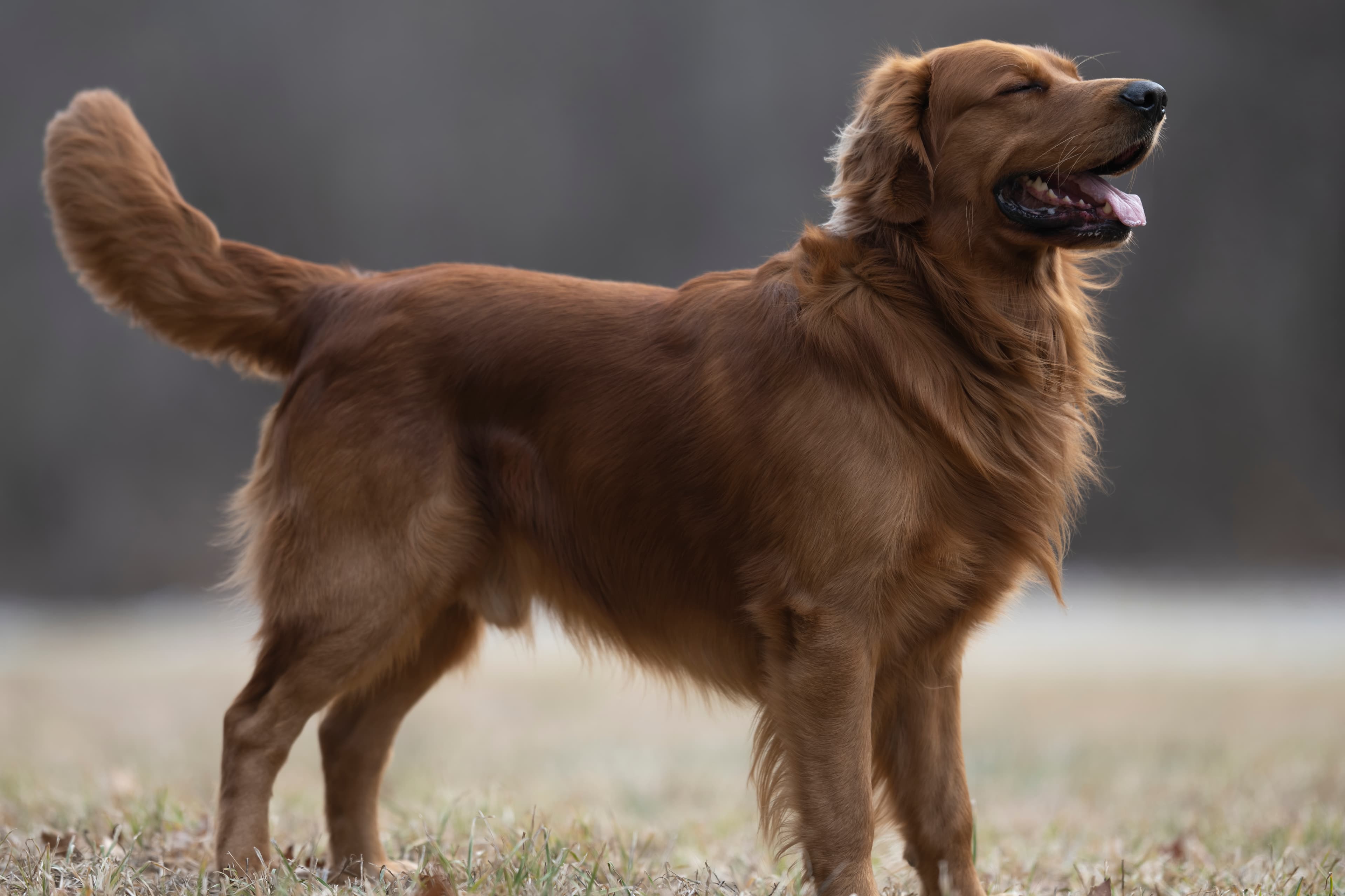 Our Dogs — MattDesmondRed104 f