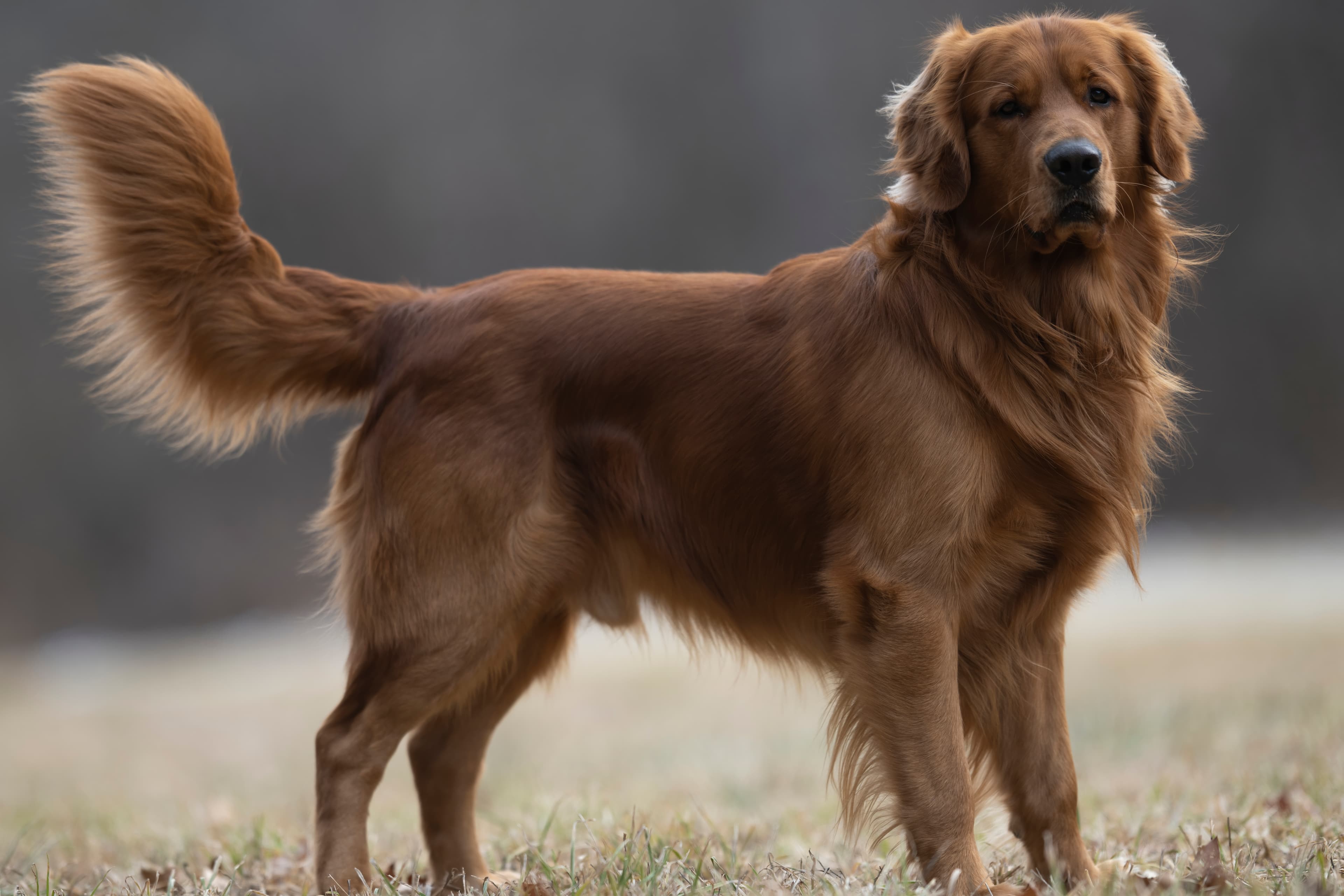 Our Dogs — MattDesmondRed116 f