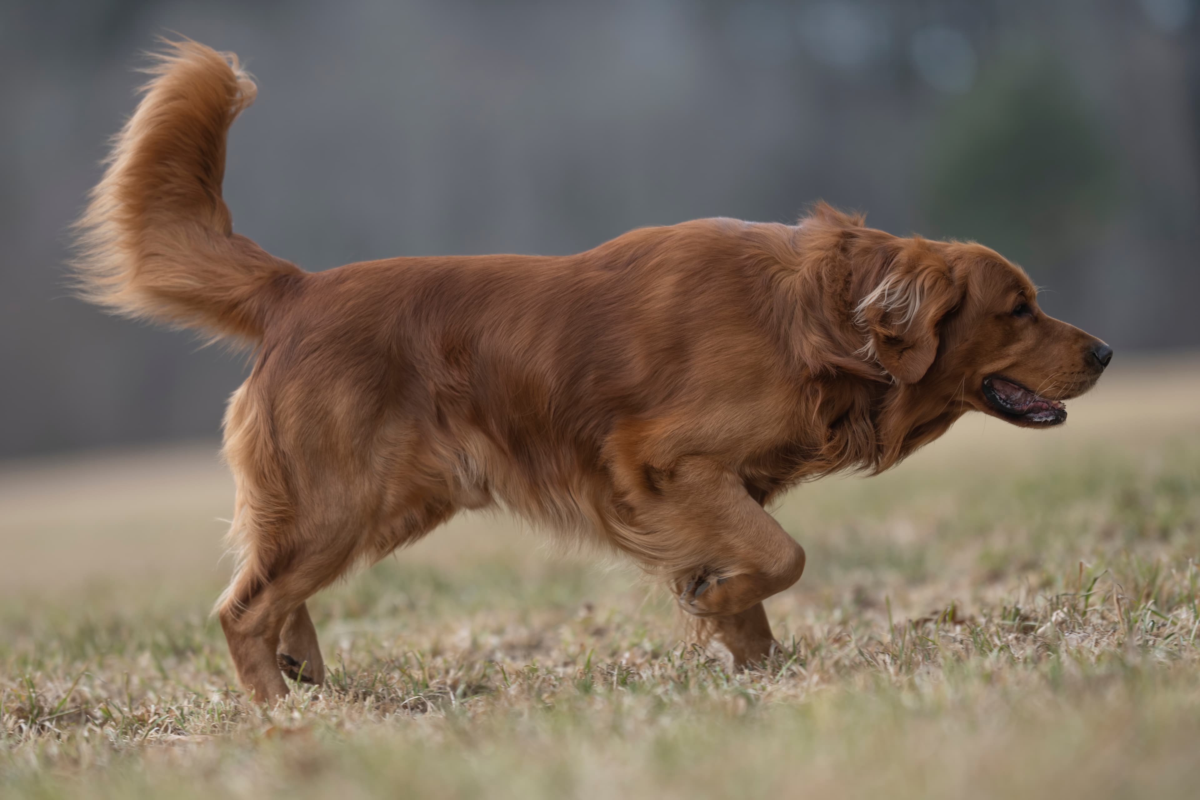 Our Dogs — MattDesmondRed193 f