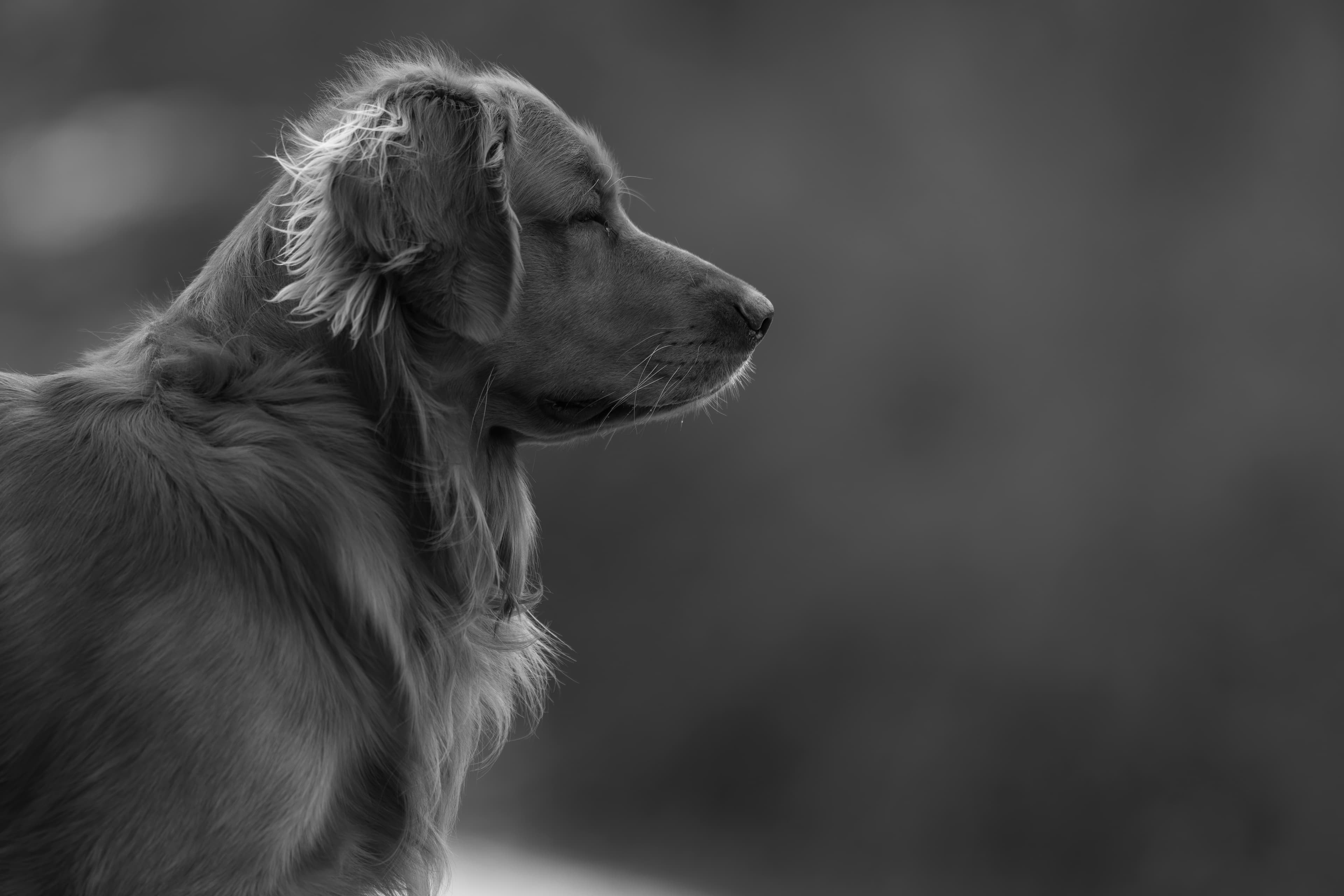 Our Dogs — MattDesmondRed299 f