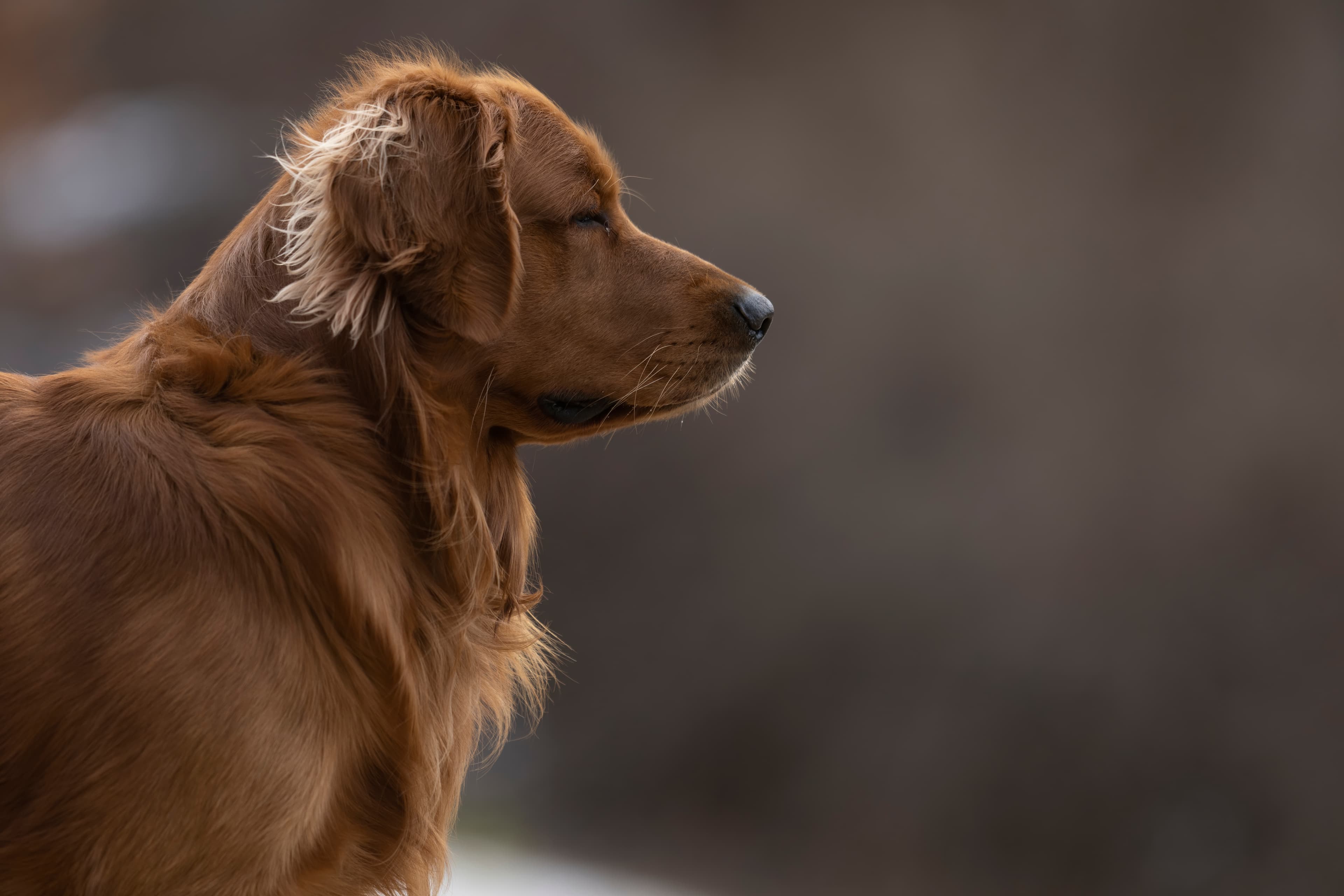 Our Dogs — MattDesmondRed299 1 f