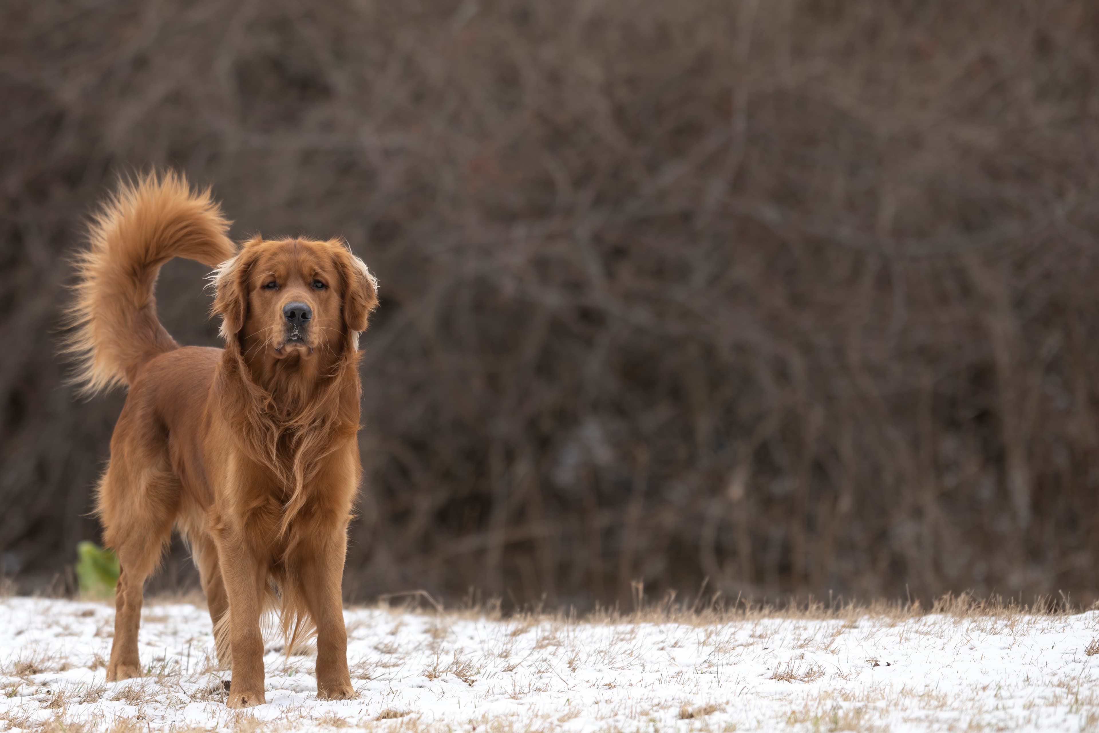 Our Dogs — MattDesmondRed338 1 f