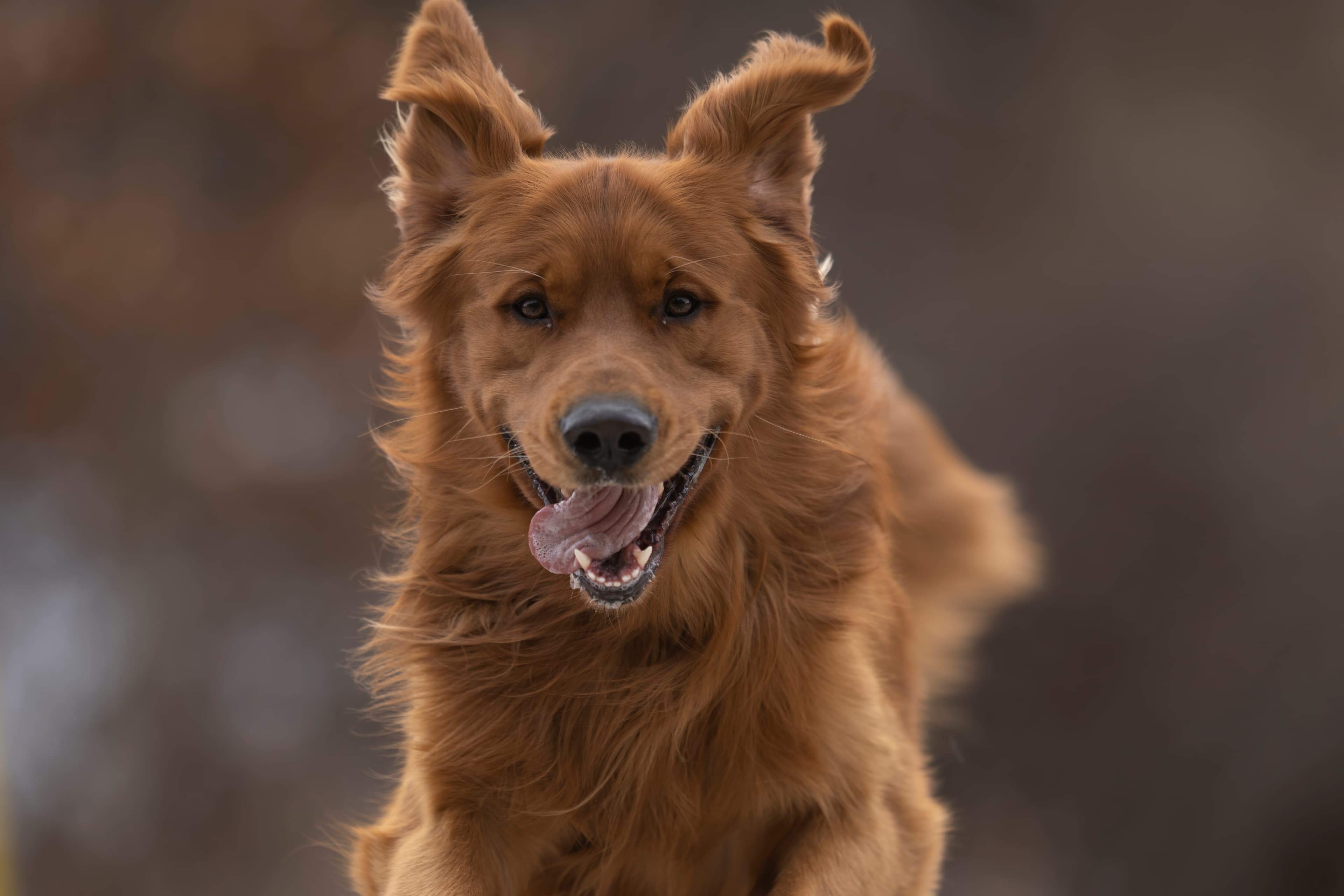 Our Dogs — MattDesmondRed347 f