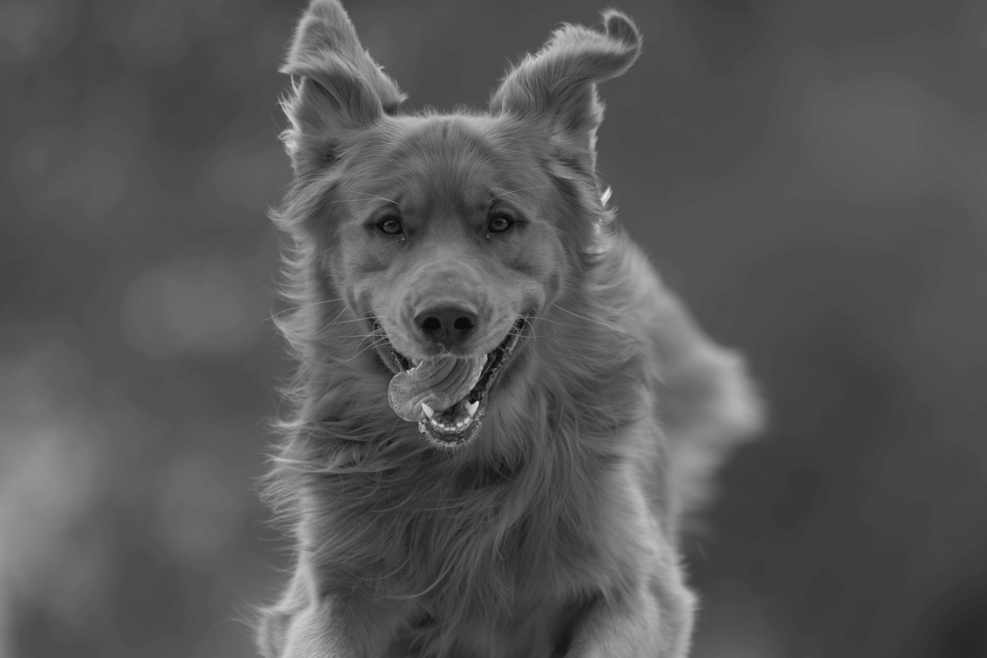 Our Dogs — MattDesmondRed347 1 f