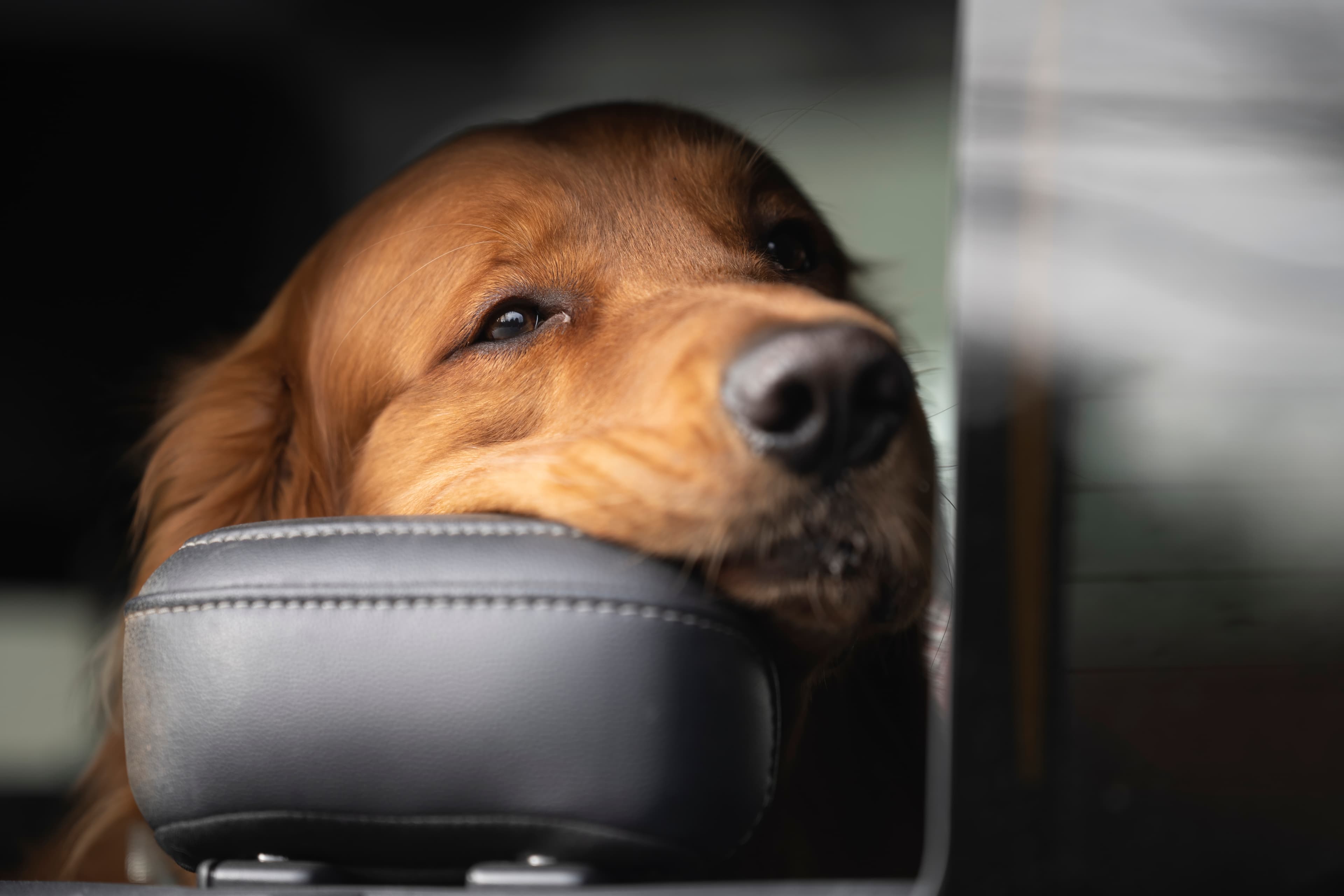 Our Dogs — MattDesmondRed362 f