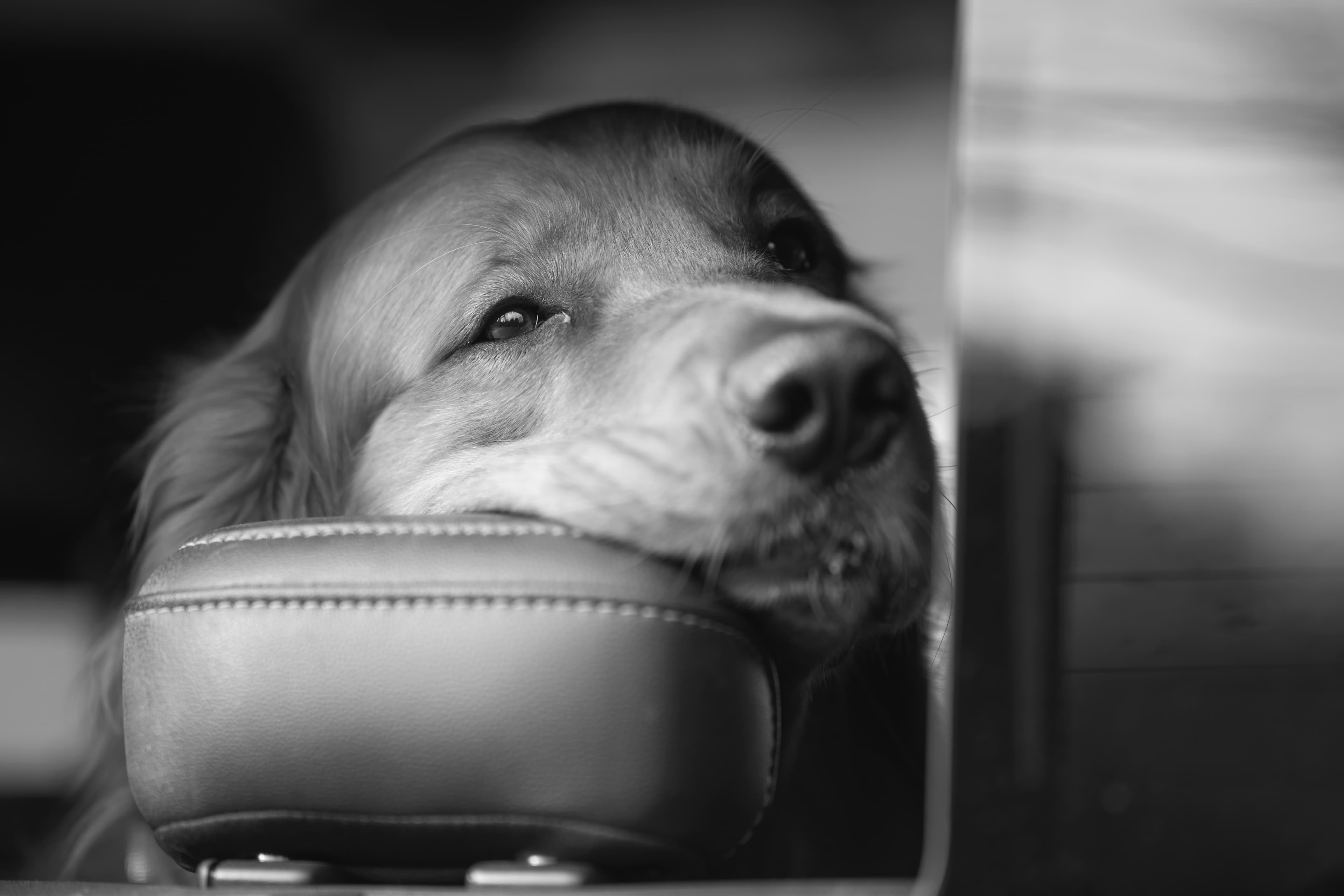 Our Dogs — MattDesmondRed362 1 f