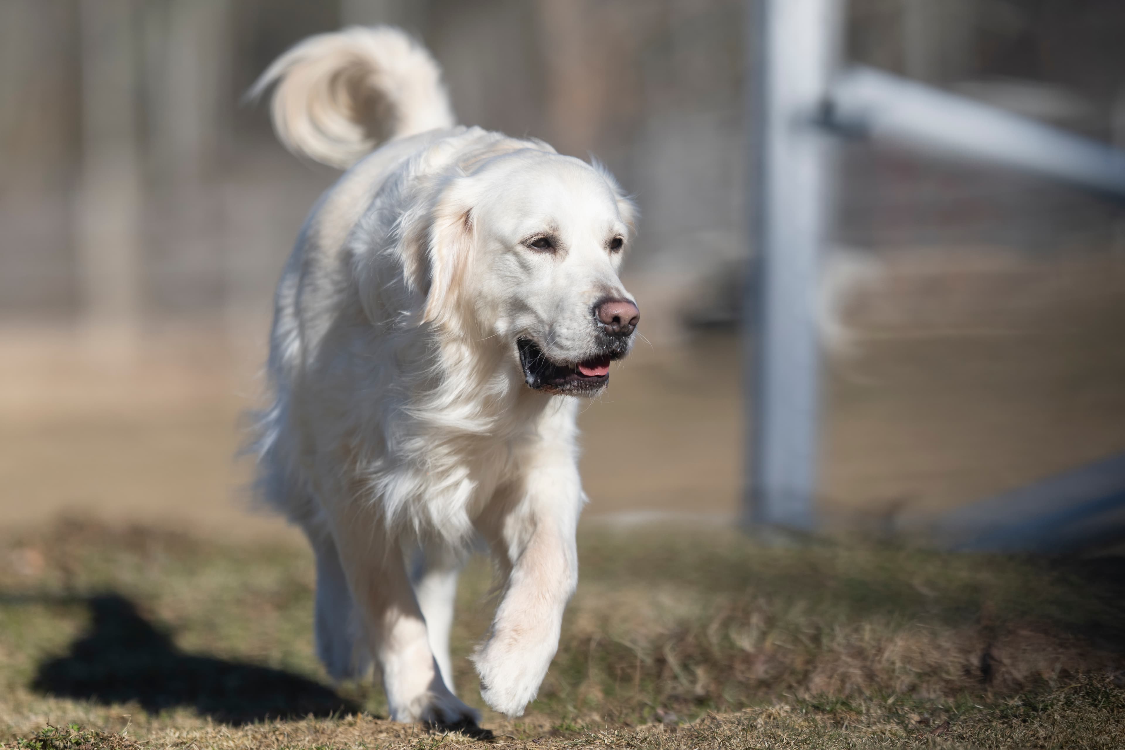 Our Dogs — Dingree MoBuddy0183 1