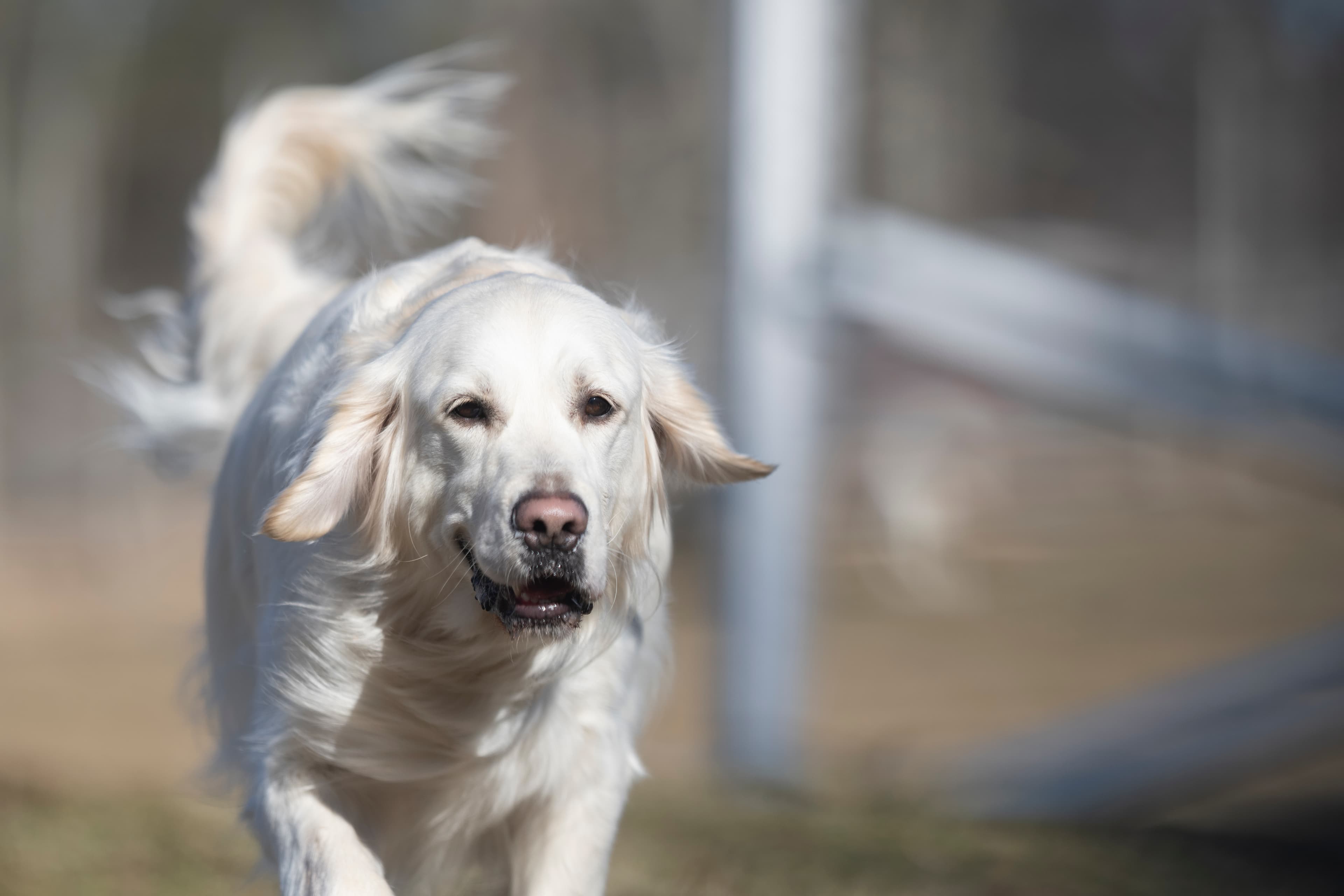 Our Dogs — Dingree MoBuddy0189