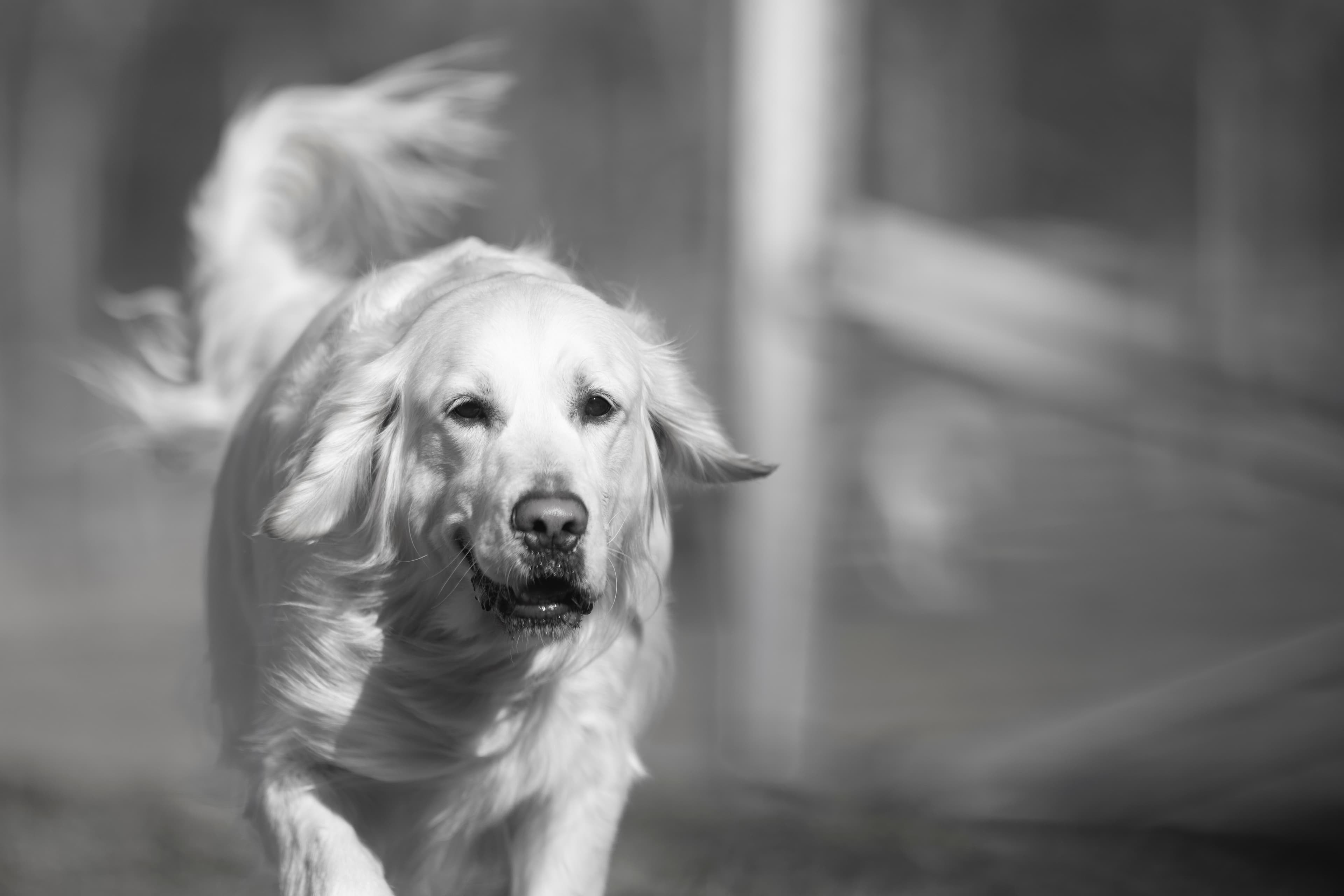 Our Dogs — Dingree MoBuddy0189 1