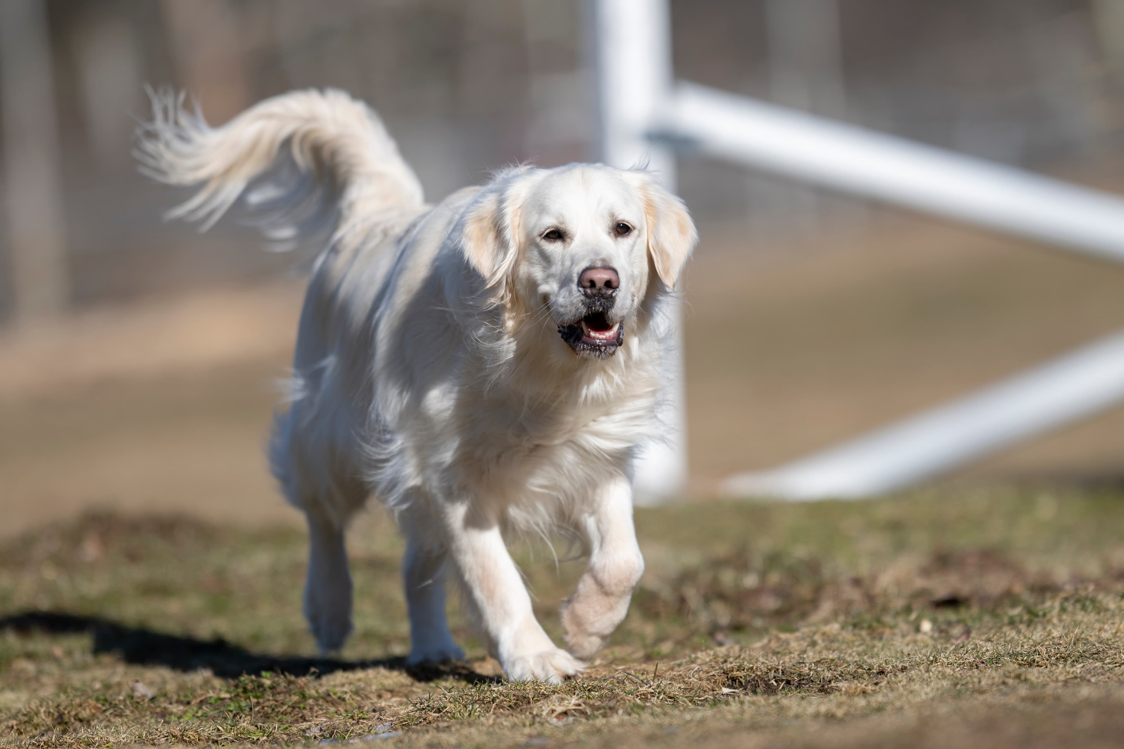 Our Dogs — Dingree MoBuddy0276