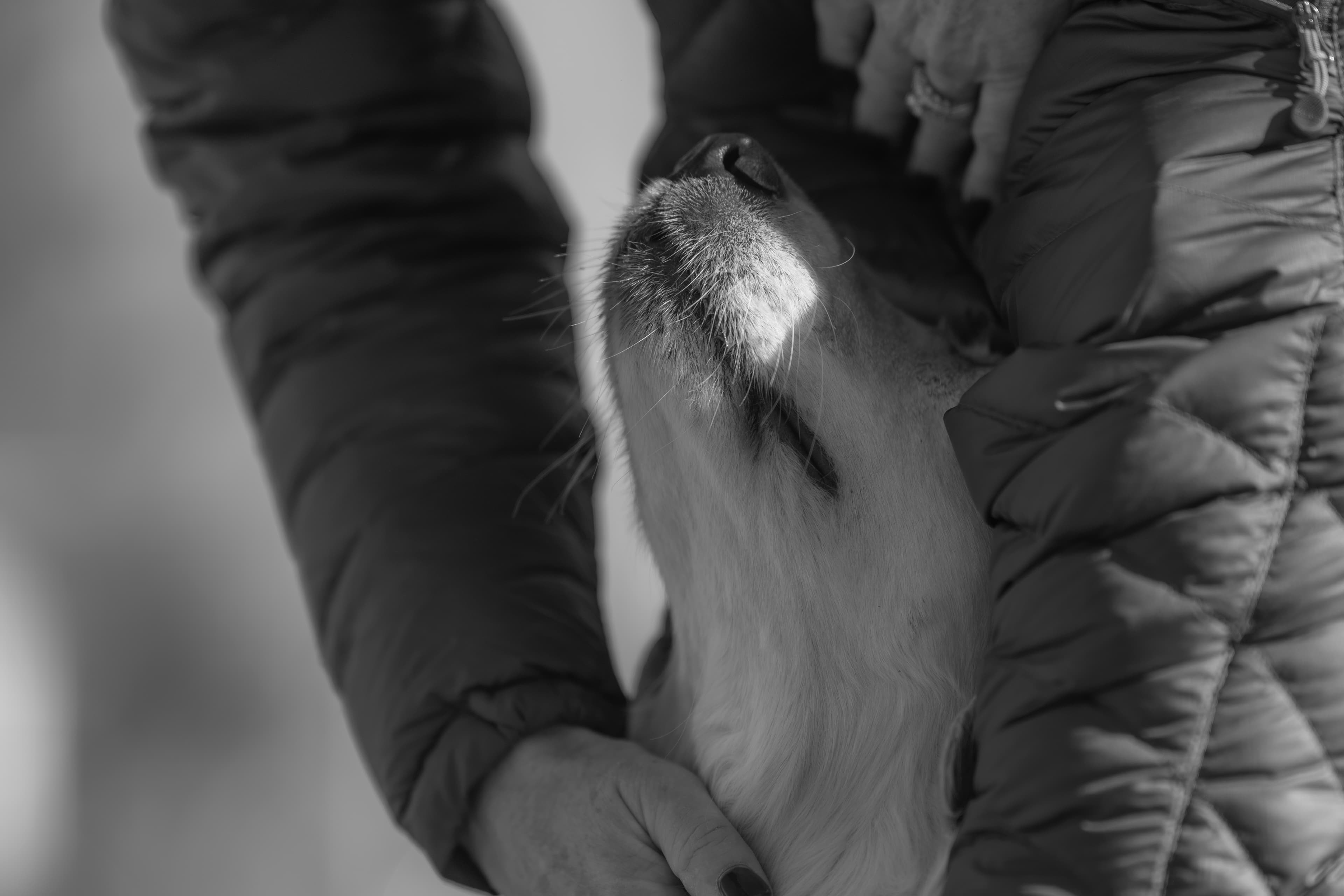 Our Dogs — Dingree MoBuddy0347