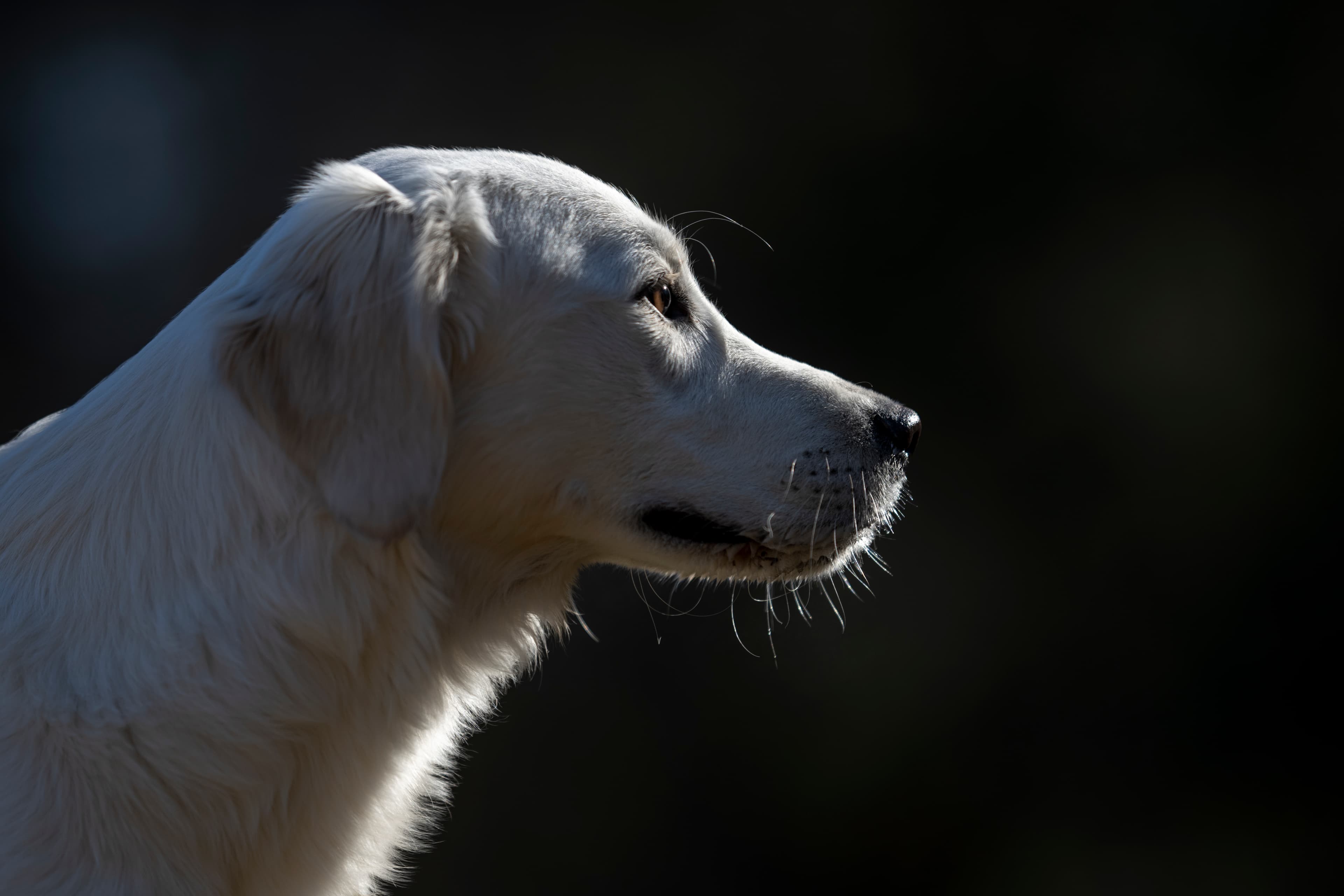 Our Dogs — Dingree MoBuddy0491