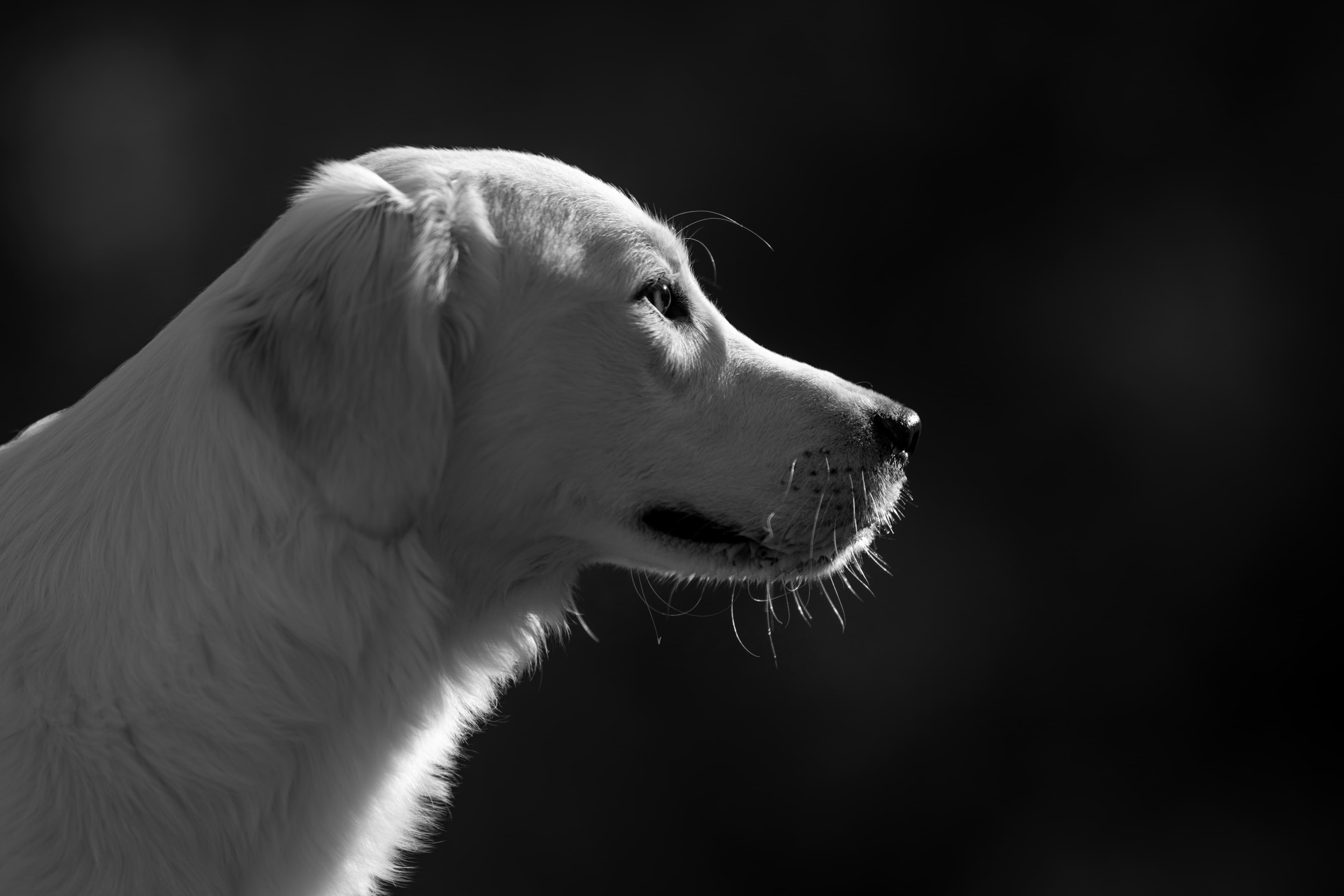 Our Dogs — Dingree MoBuddy0491 1