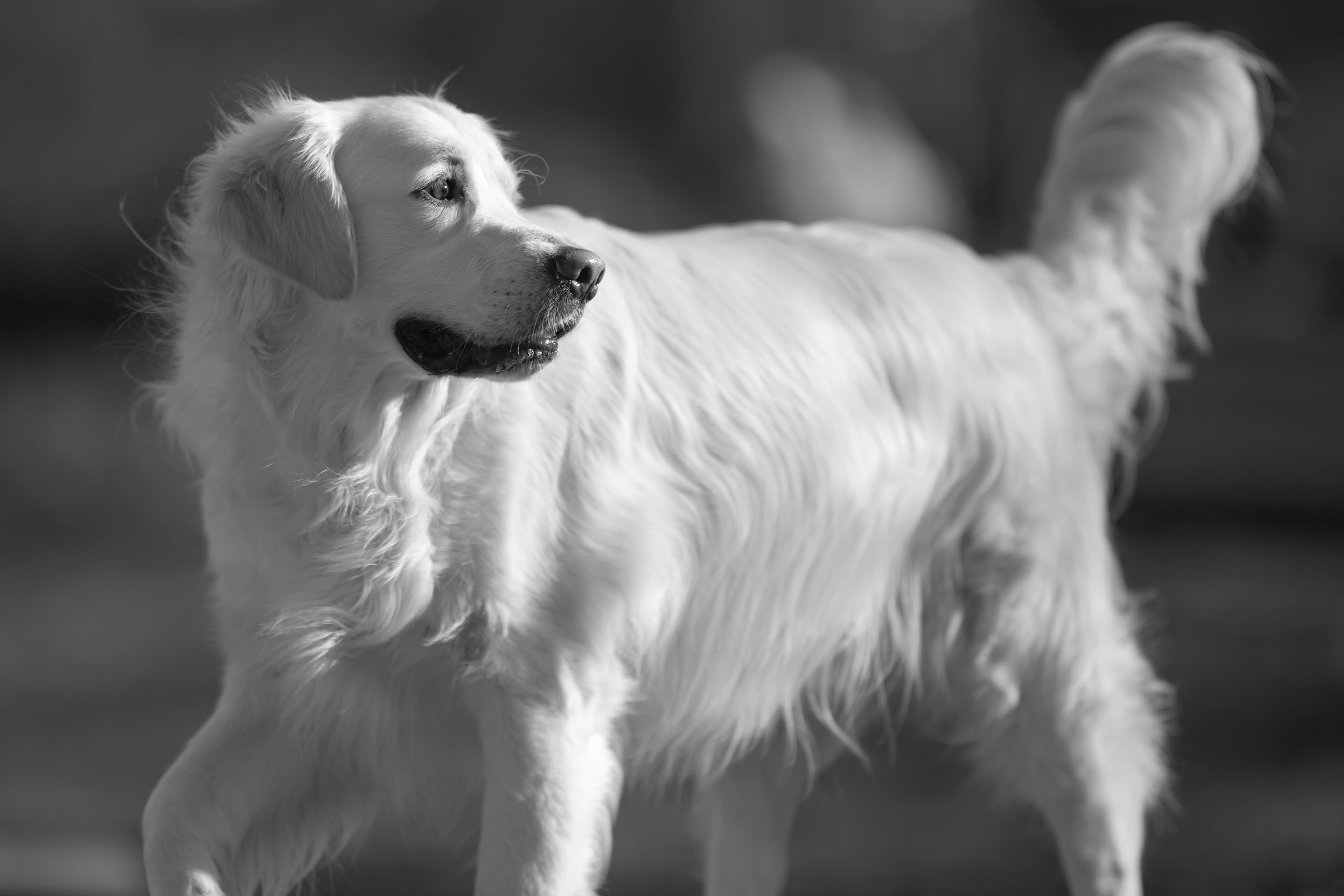 Our Dogs — Dingree MoBuddy0512 1