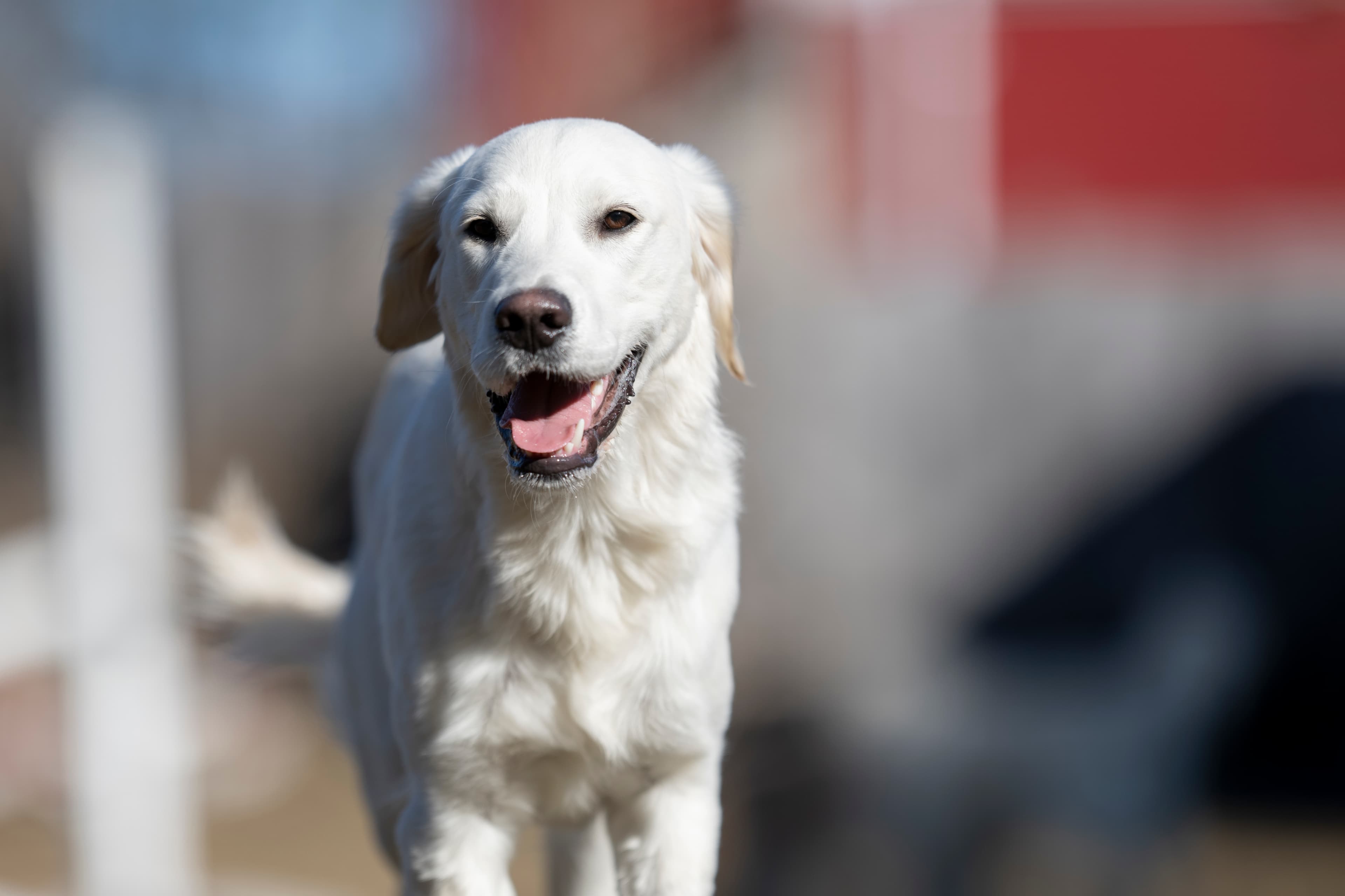 Our Dogs — Dingree MoBuddy0666