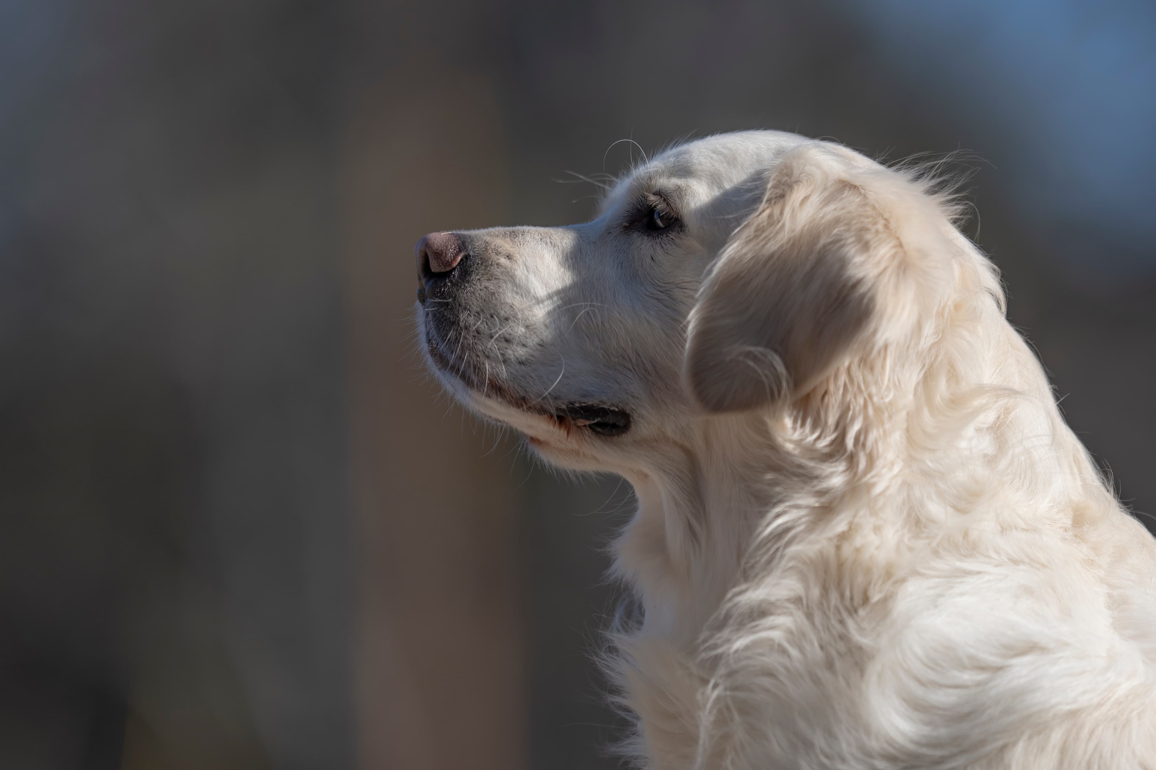 Our Dogs — Dingree MoBuddy0773