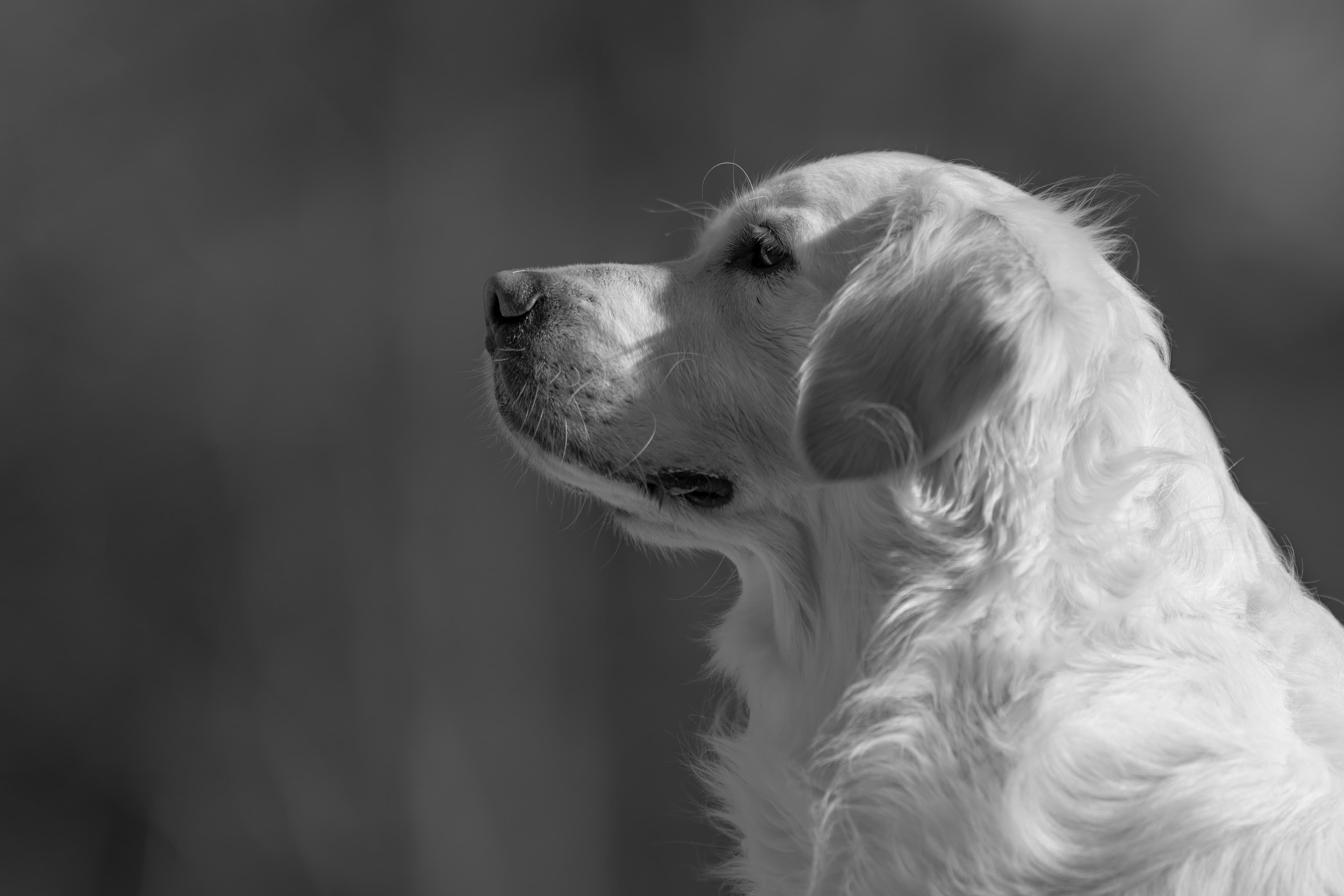 Our Dogs — Dingree MoBuddy0773 1