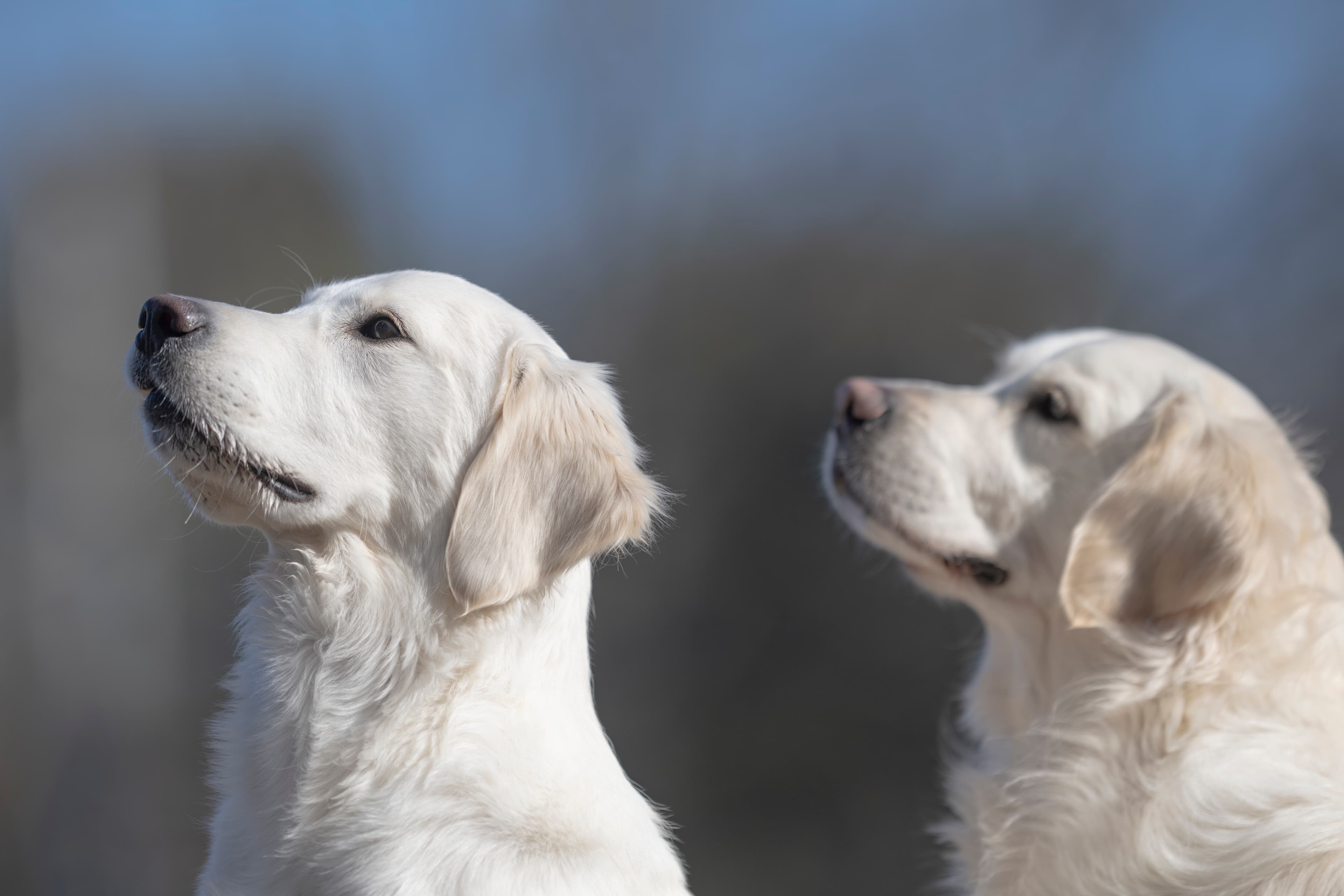 Our Dogs — Dingree MoBuddy0807
