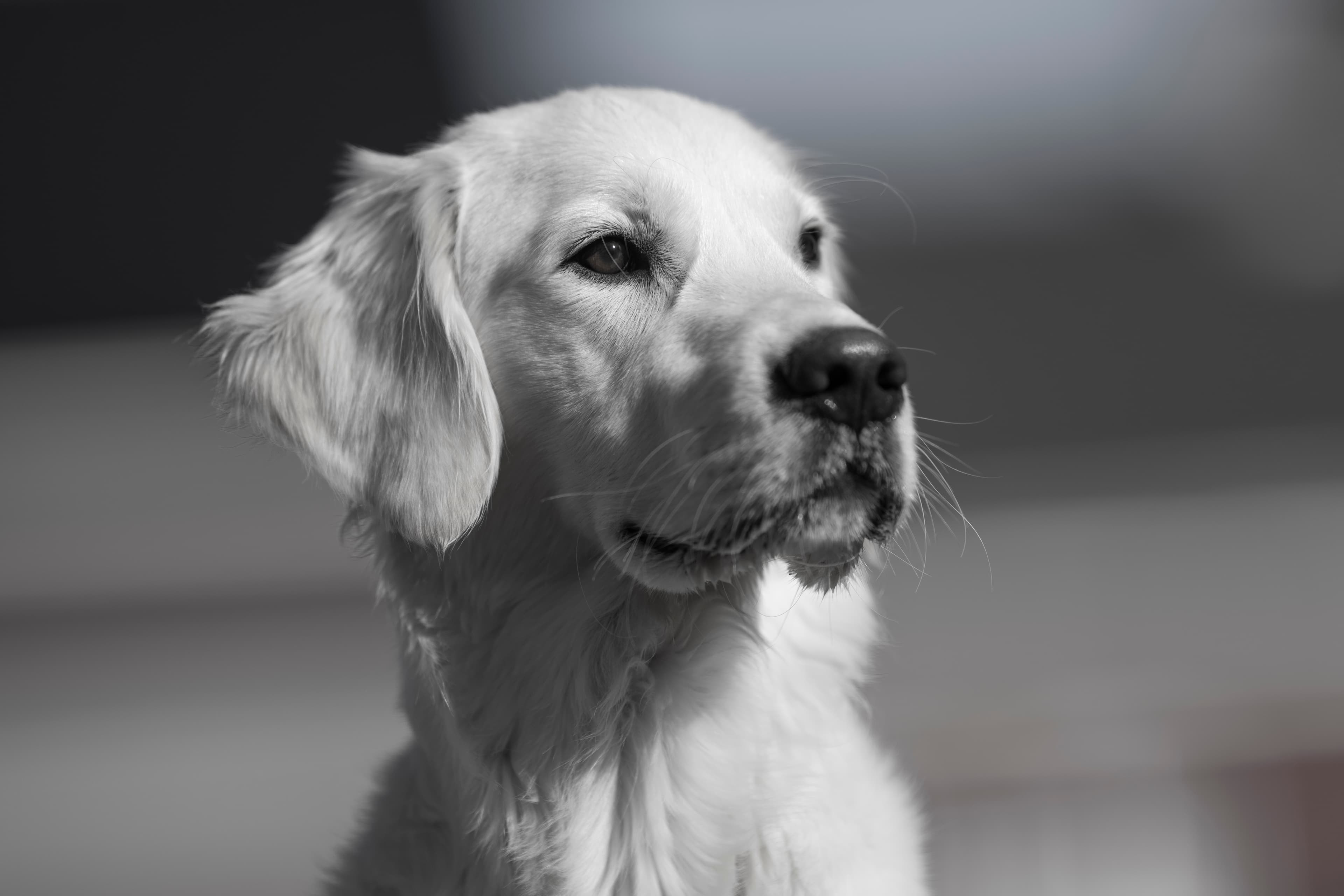 Our Dogs — Dingree MoBuddy0863