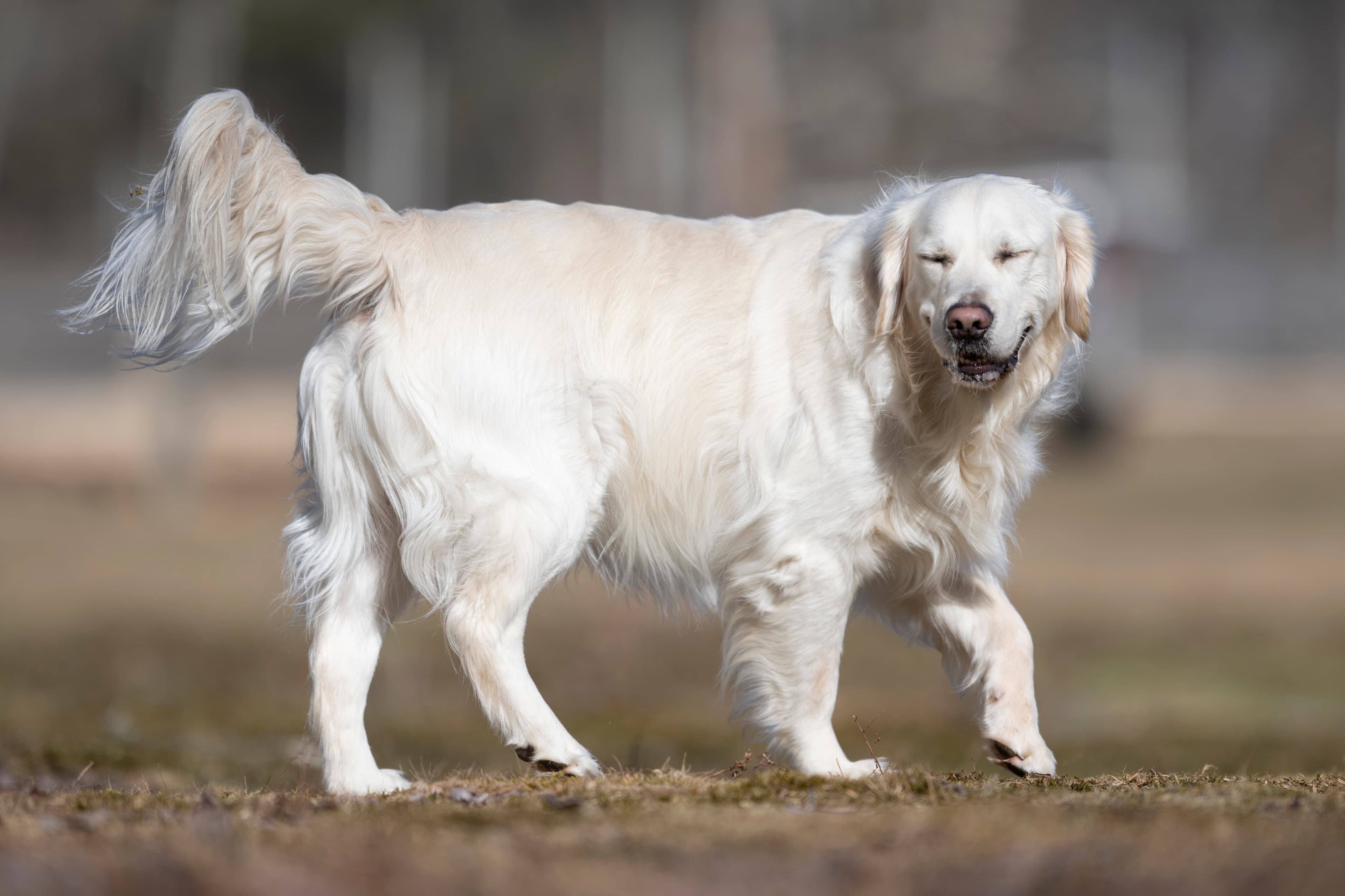 Our Dogs — Dingree MoBuddy0932