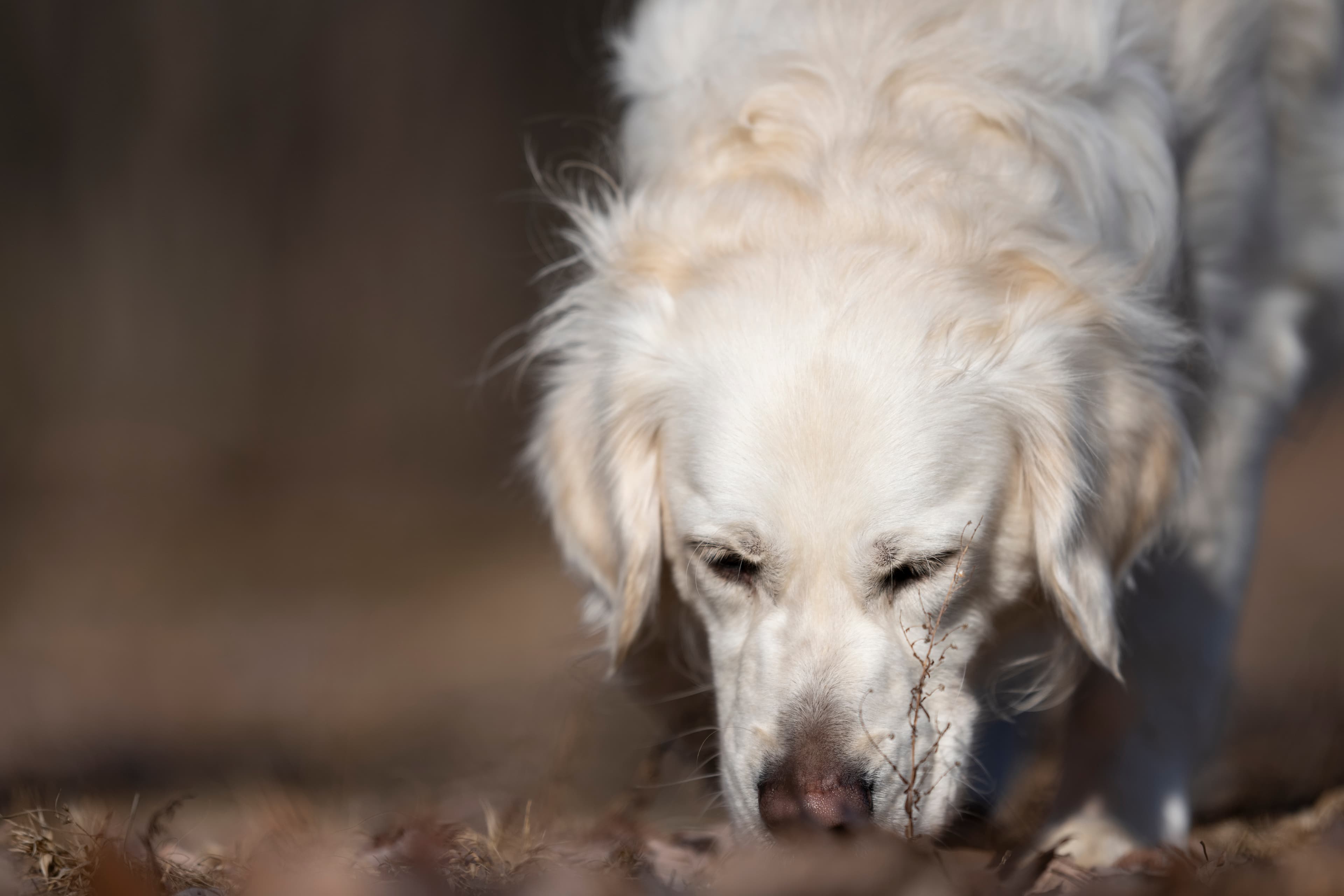 Our Dogs — Dingree MoBuddy0943