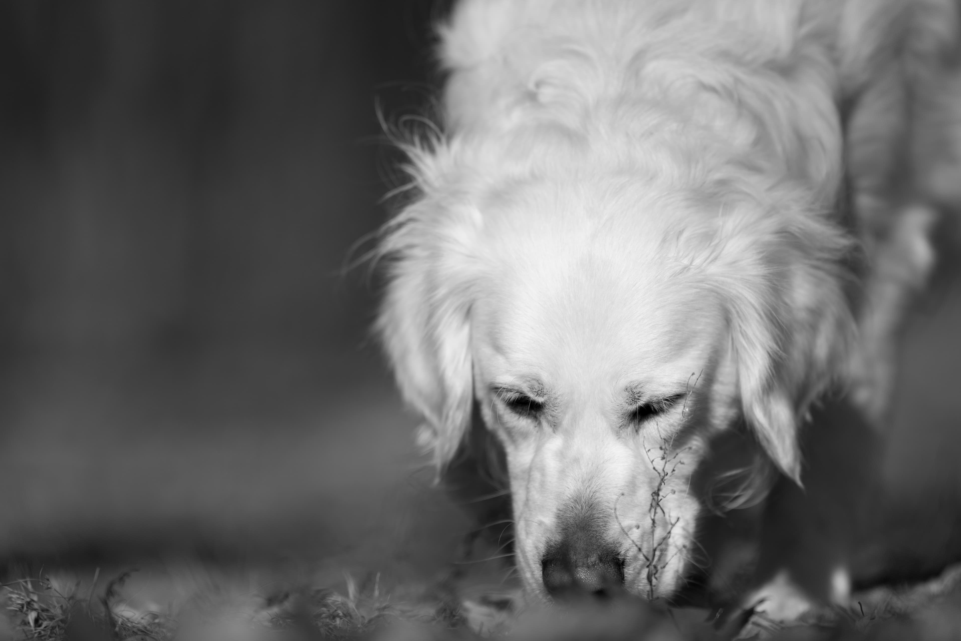 Our Dogs — Dingree MoBuddy0943 1