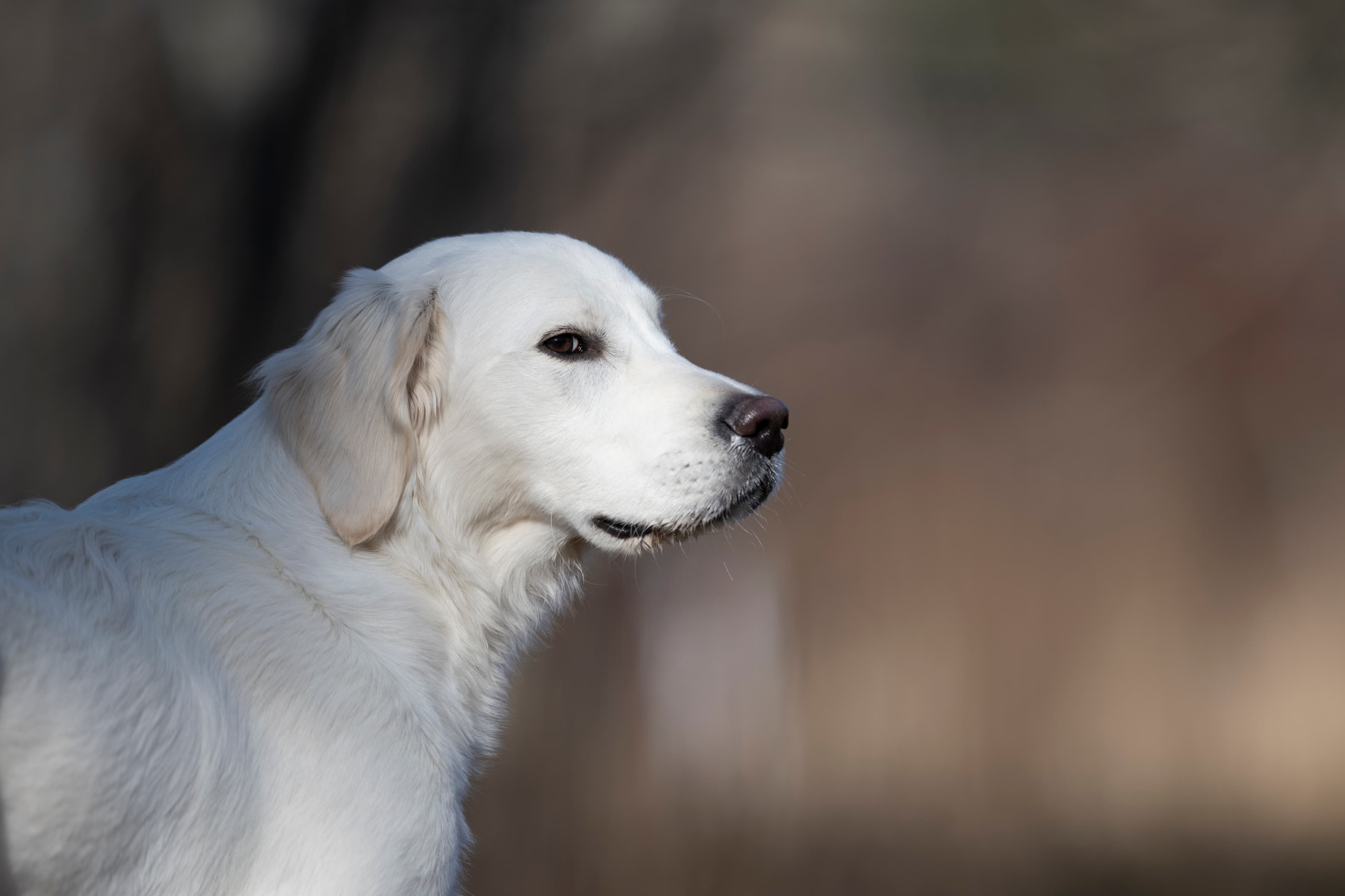 Our Dogs — Dingree MoBuddy1013