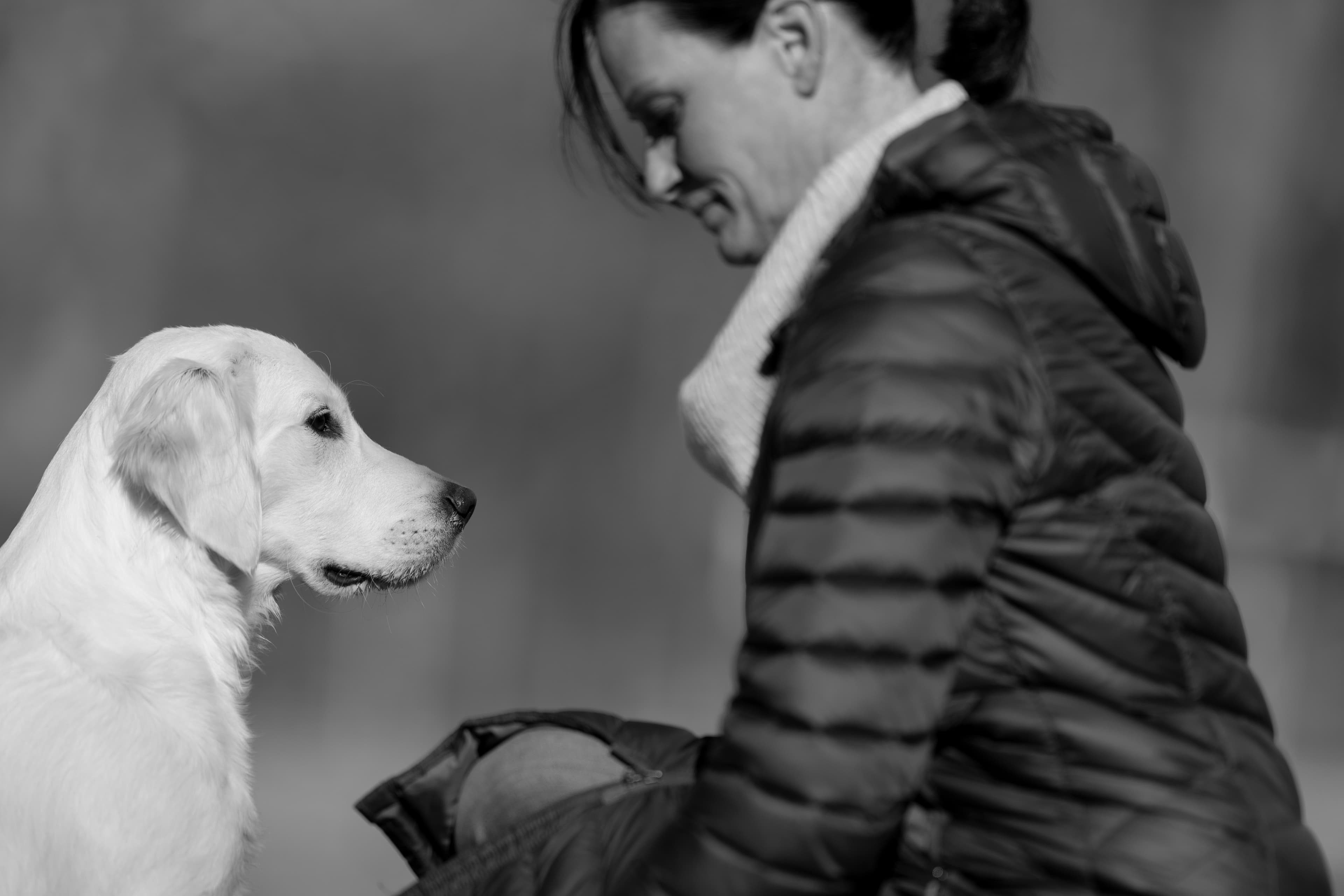 Our Dogs — Dingree MoBuddy1134 1