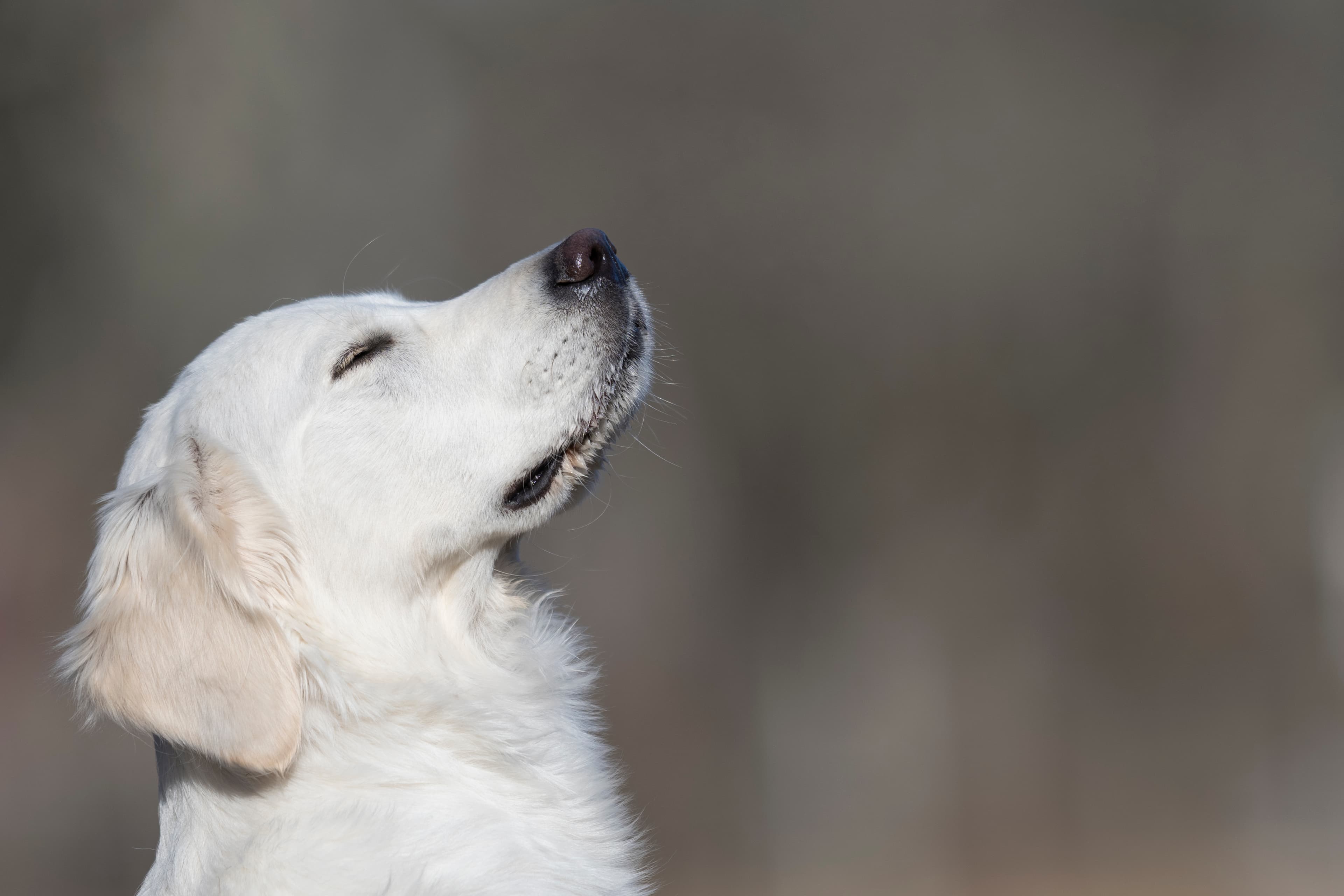 Our Dogs — Dingree MoBuddy1162