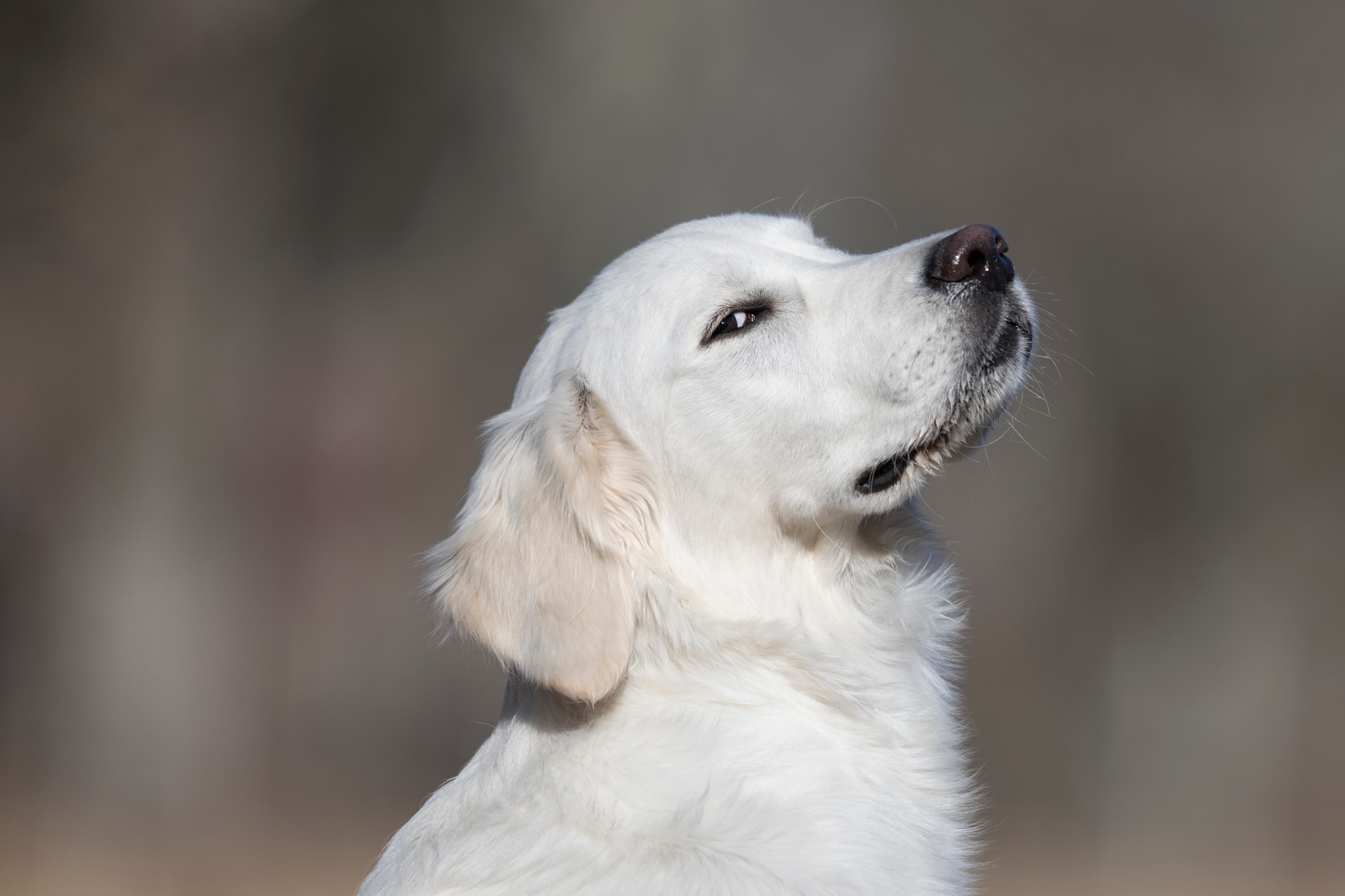 Our Dogs — Dingree MoBuddy1163