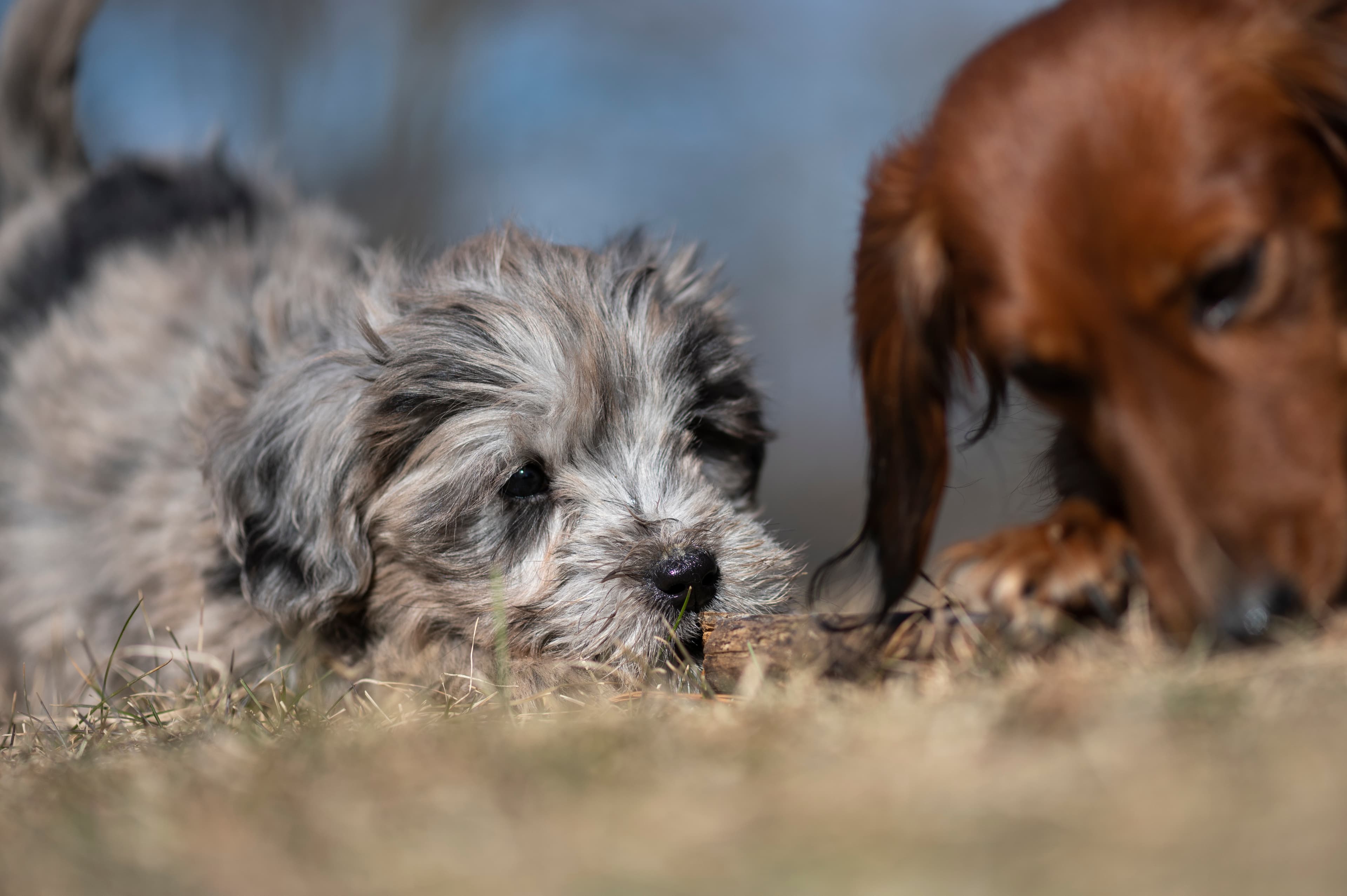Our Dogs — Doods043 1
