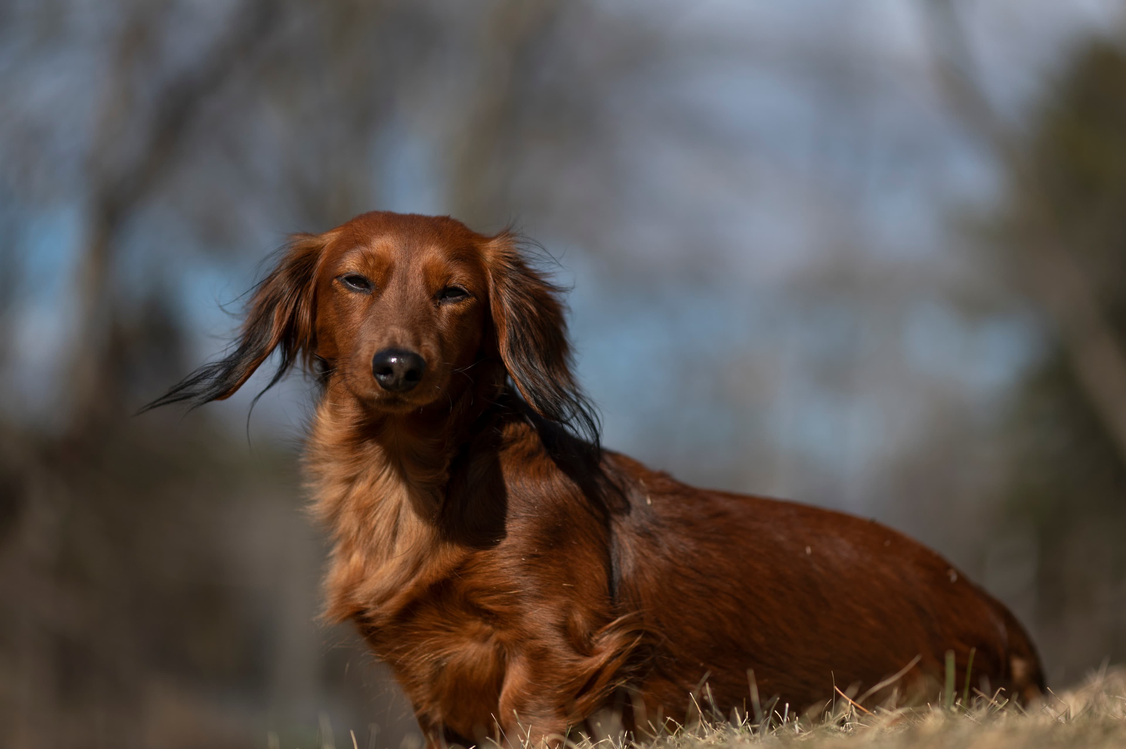 Our Dogs — Doods083